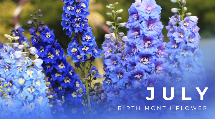 Larkspur: The Beautiful Birth Flower of July