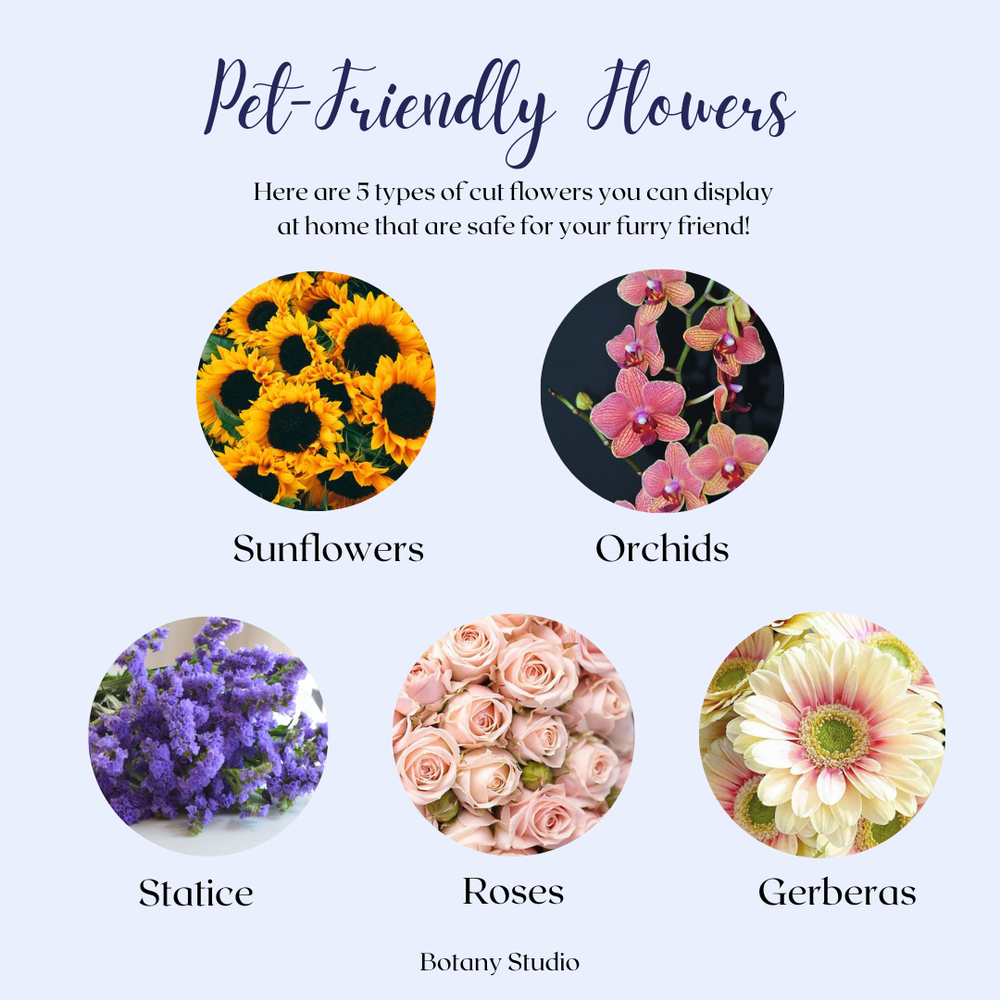 Blooms That Delight: A Guide to Pet-Friendly Flowers