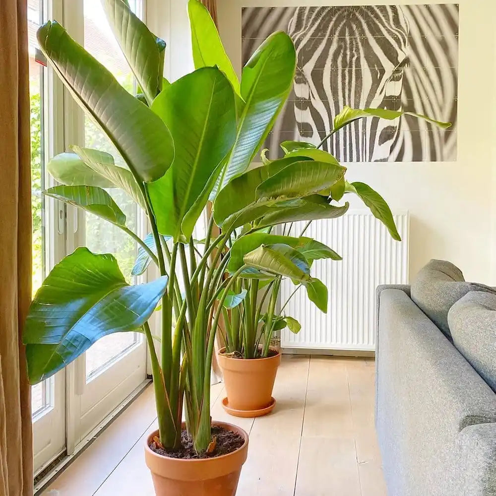 Elevating Your Indoor Space with Beautiful Plants and Flowers