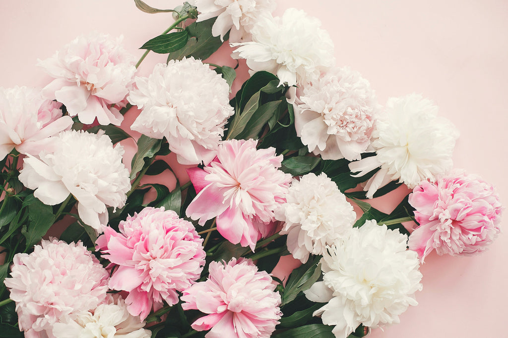 White and pink peony bouquet on pink backdrop