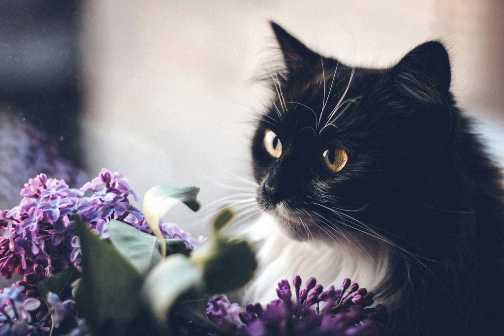 Is lavender poisonous to cats? - Black and white cat sniffing lavender plant