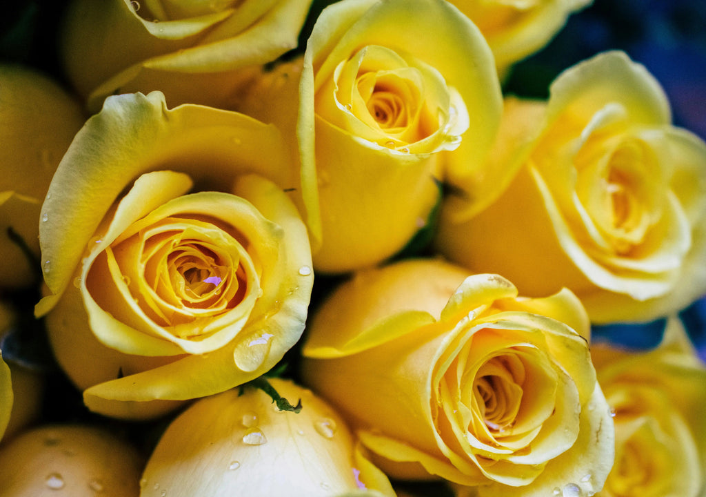 Meaning of yellow roses