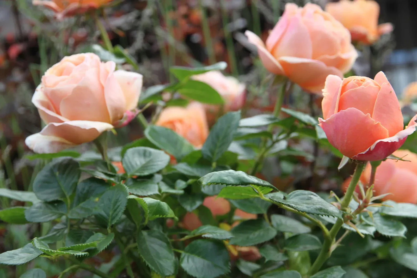 Why Peach Colour Roses Are the Perfect Valentine’s Gift | La Belle Fleur