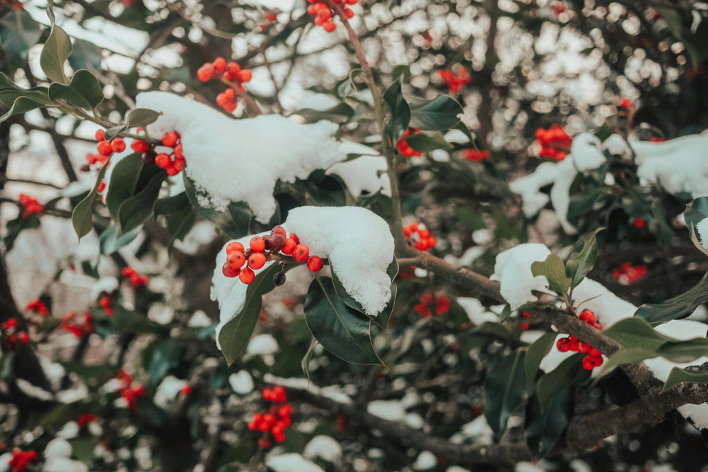 Photo of a winterberry holly tree with snow