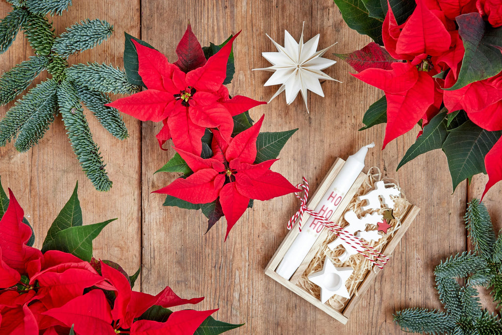 Photo of red Christmas flowers surrounded by holiday decor against a wood background