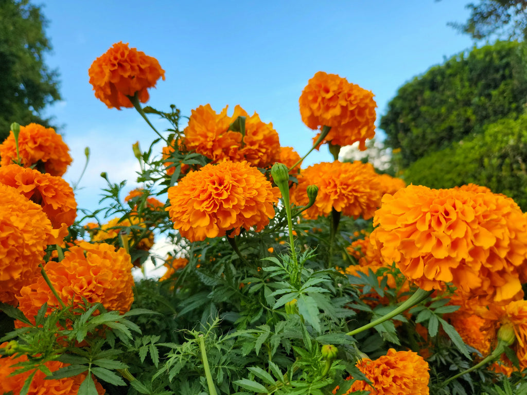 Photo of the marigold october birthday flower in the wild