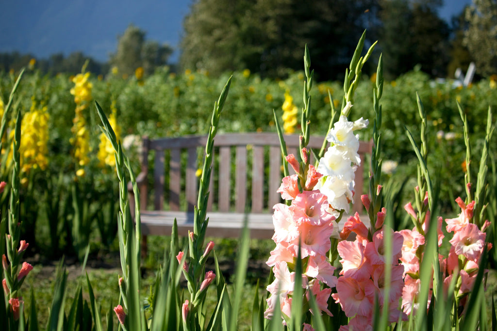 August Flowers Guide: What’s in Season Right Now