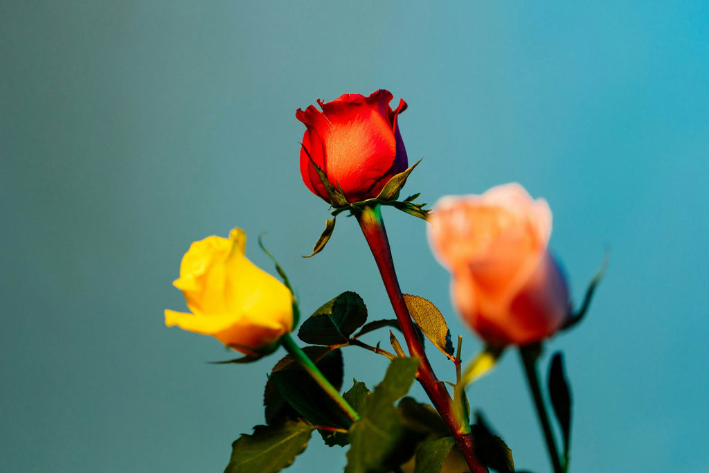 Roses and love - Red, yellow, and peach roses together on a blue backdrop