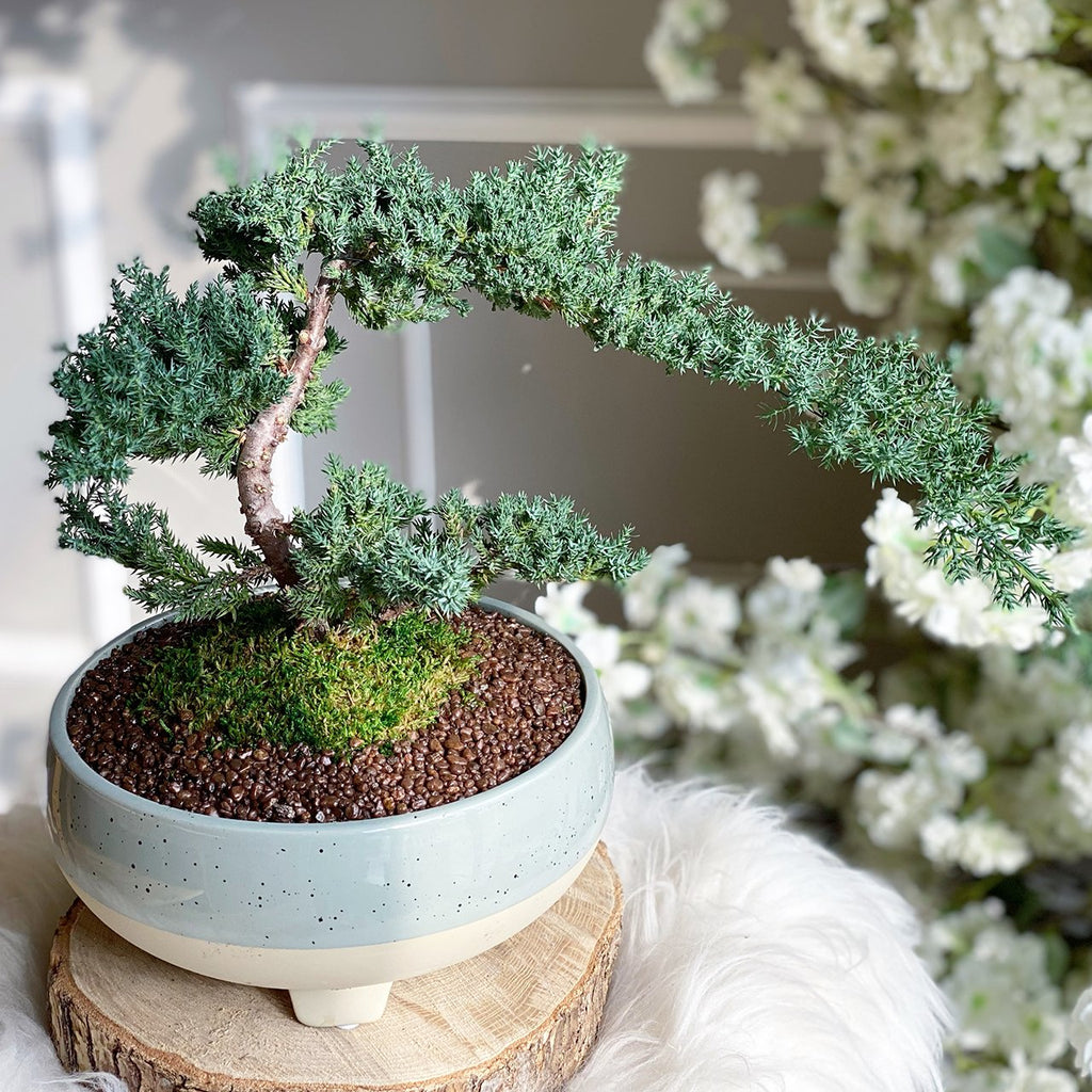bonsai tree for sale ontario Small Juniper Miniature Bonsai Tree