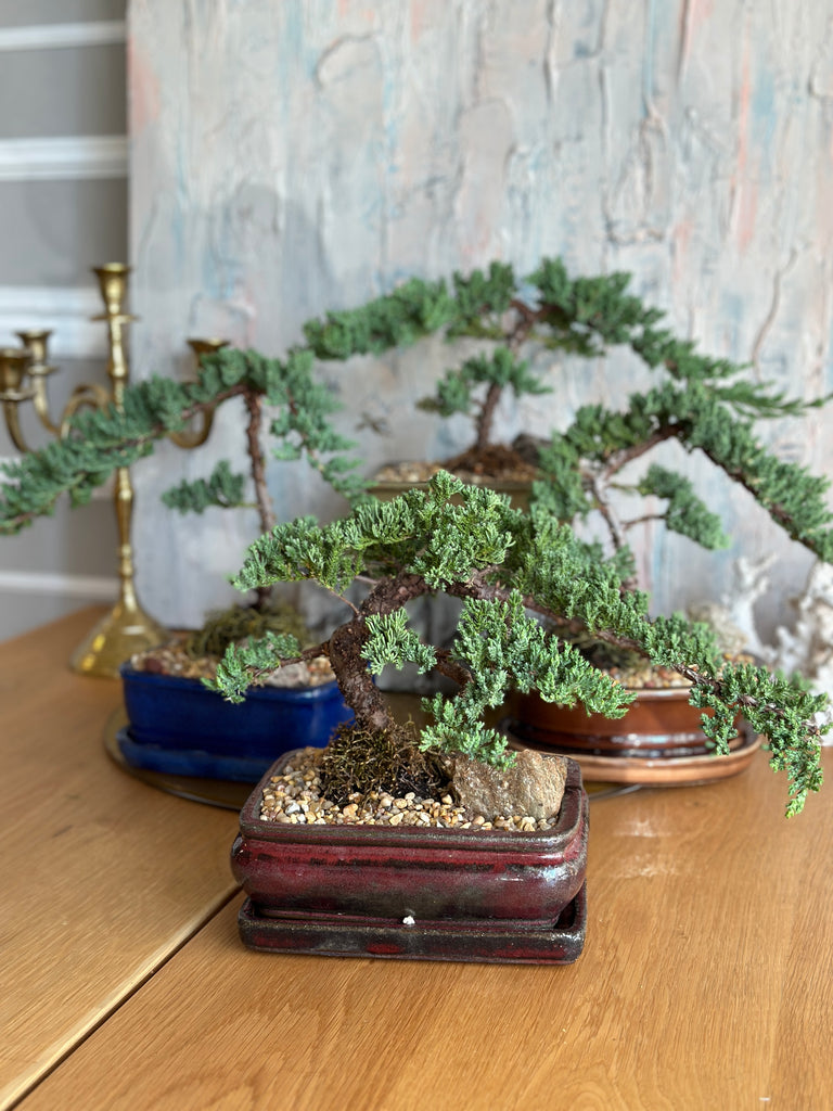 juniper bonsai plant