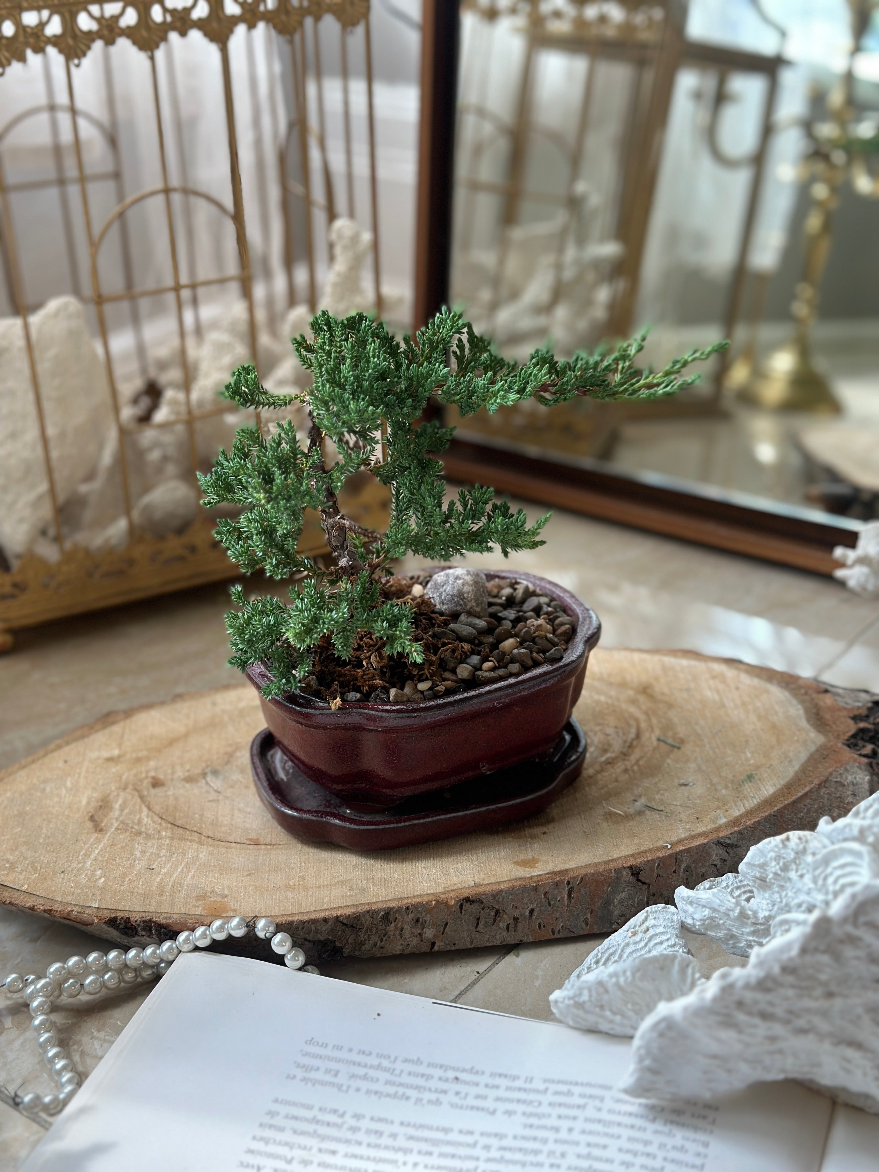 small juniper bonsai tree Small Juniper Miniature Bonsai Tree