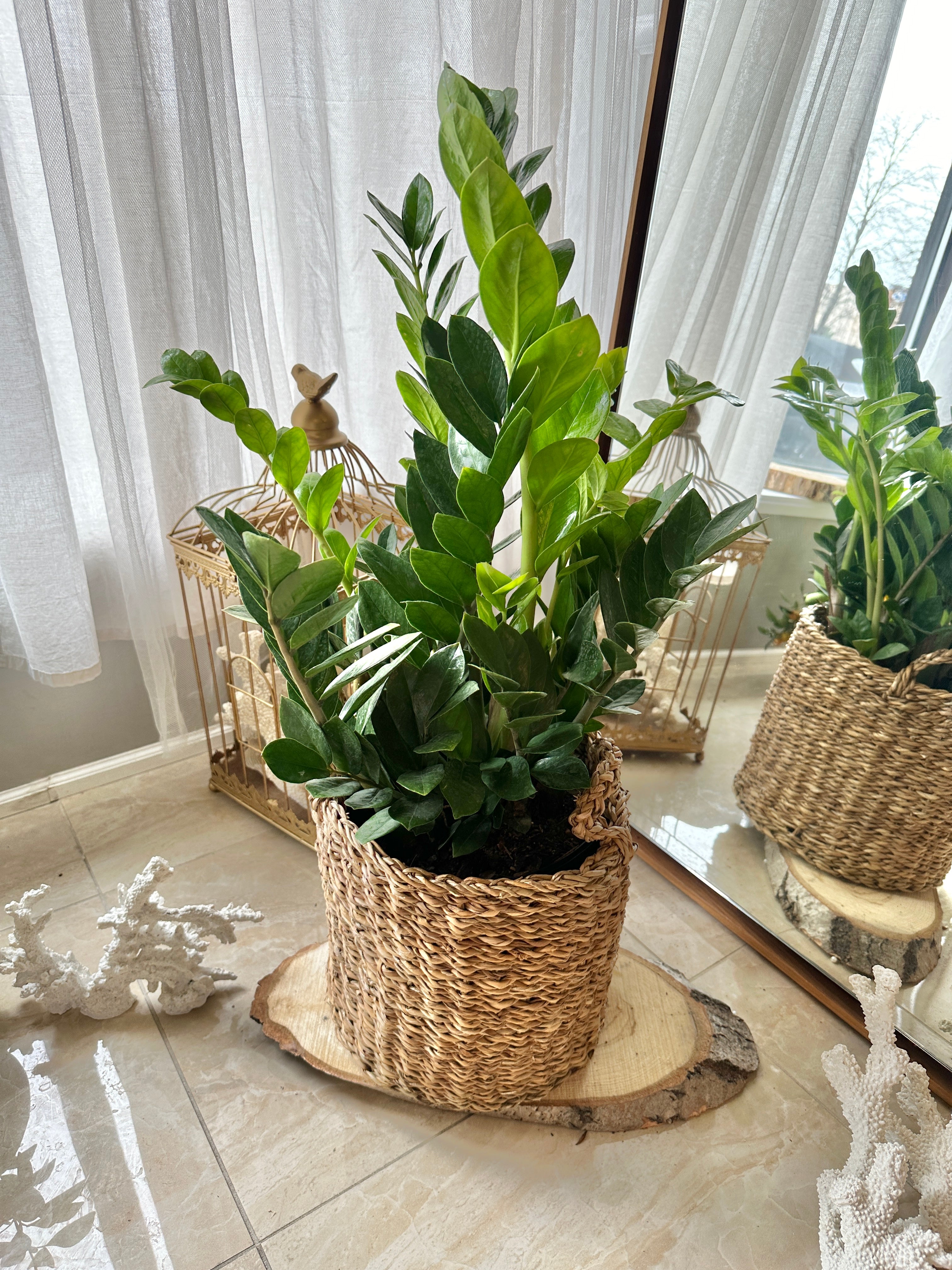 indoor plants brampton ZZ Plant