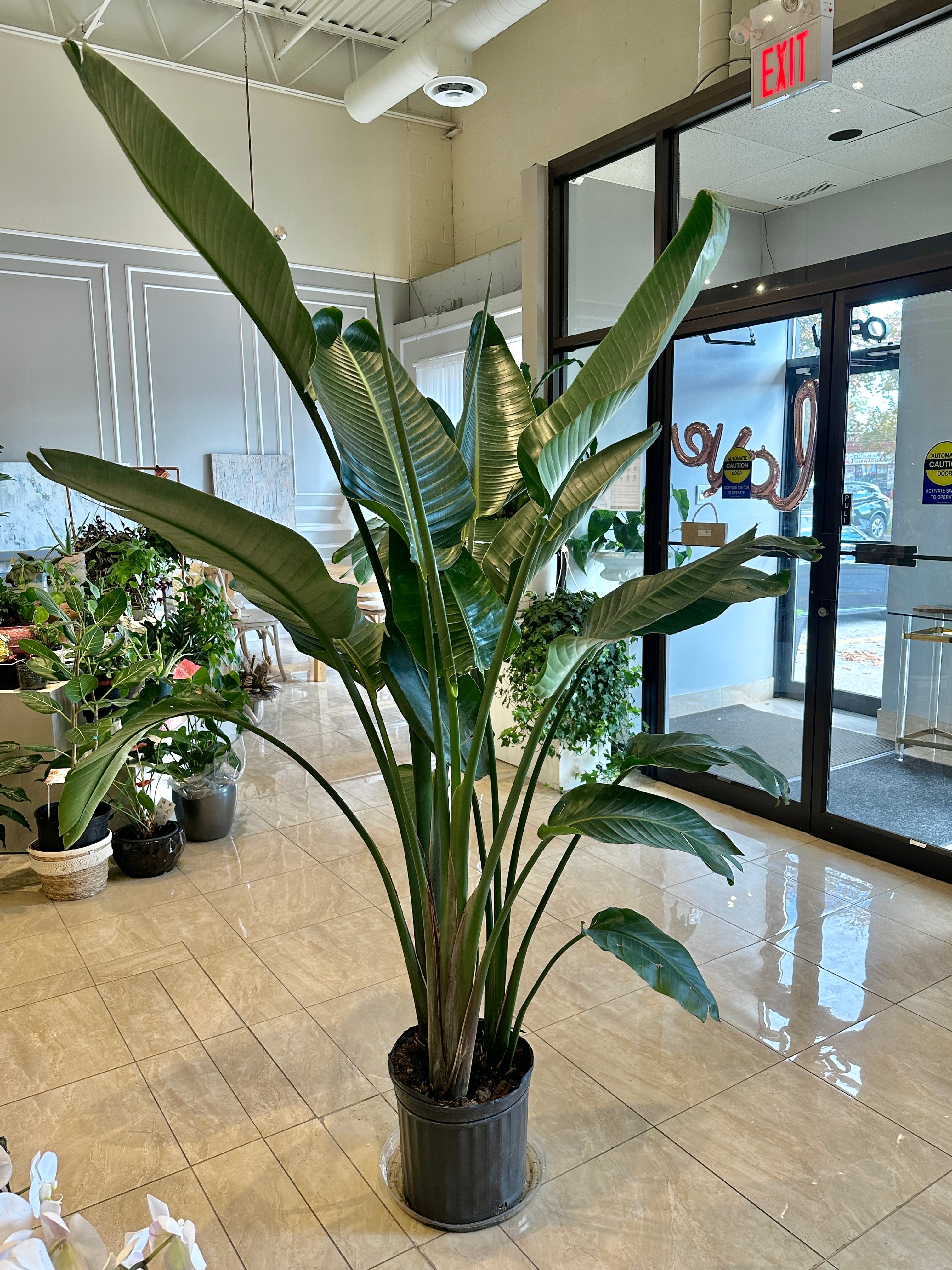 large bird of paradise plant indoor Bird of Paradise Plant