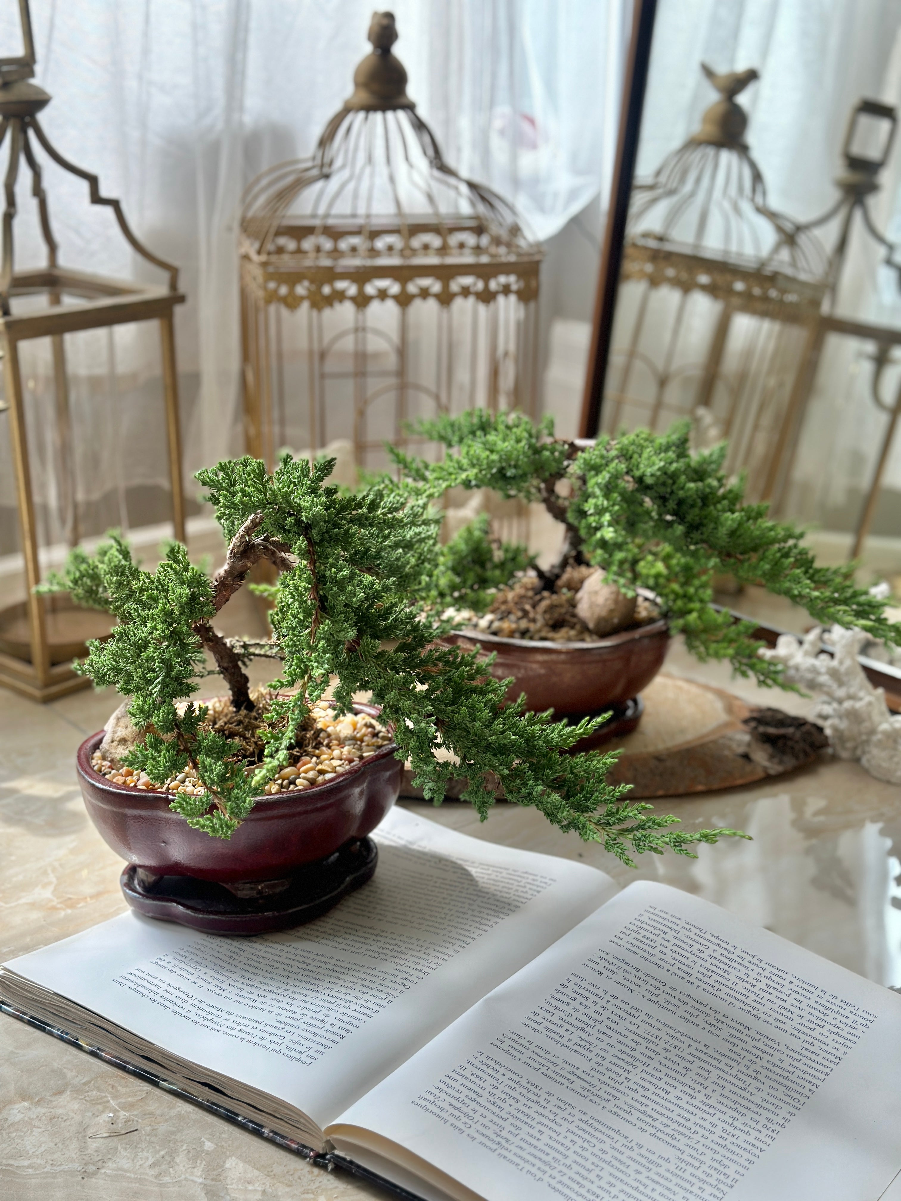 buy bonsai tree toronto Juniper Bonsai Plant