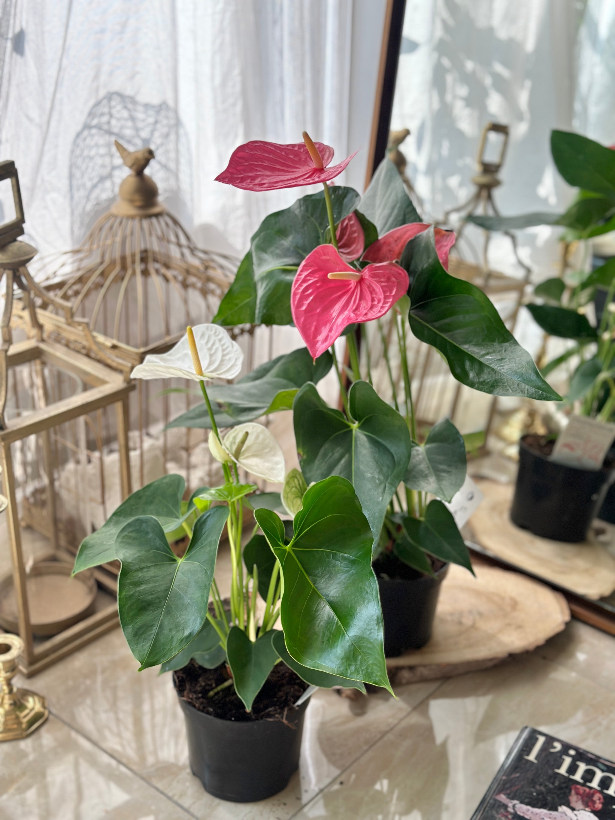 anthurium l Anthurium Large White Flower Plants