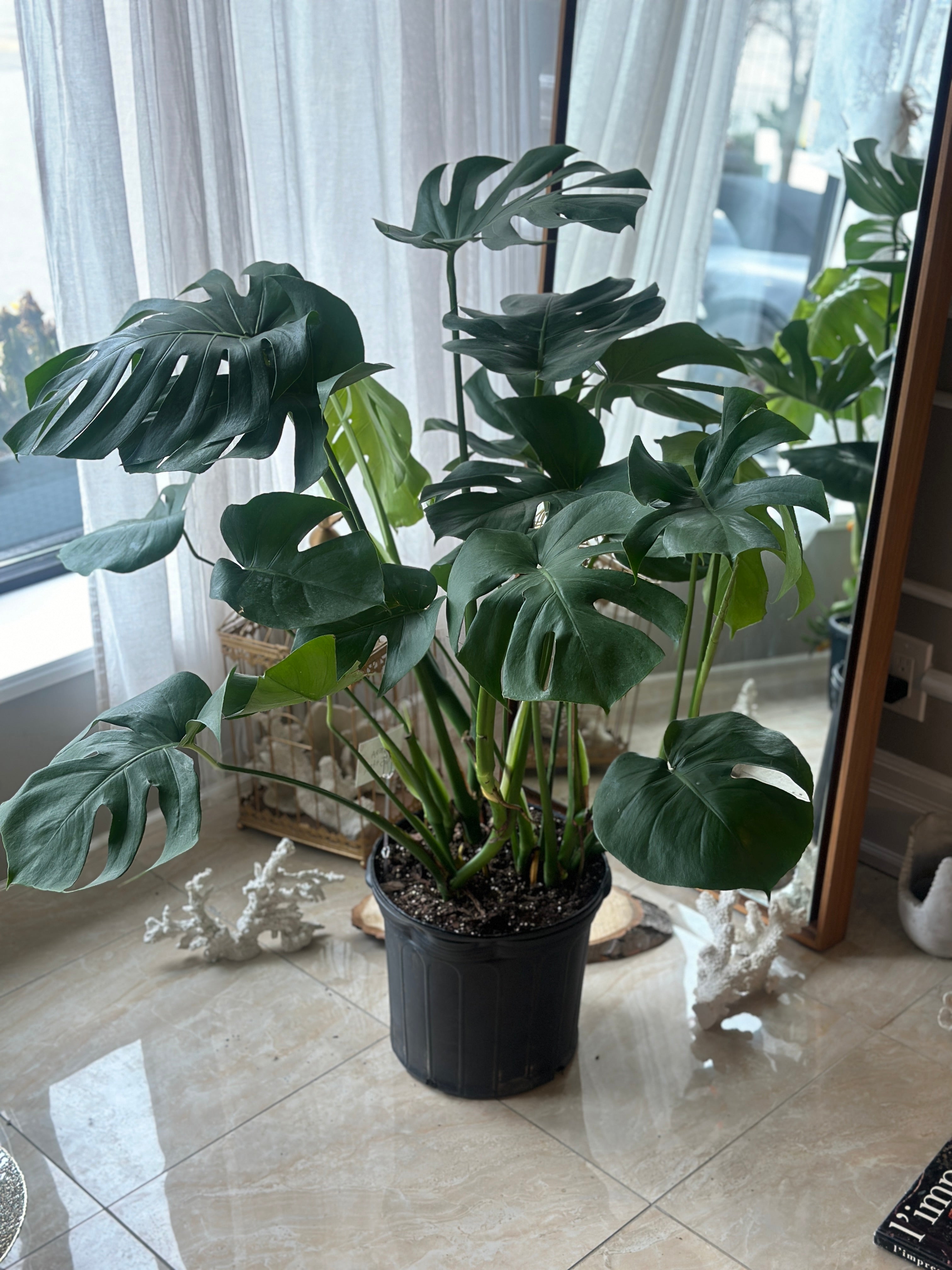 pots for monstera Monstera (12” Pot)