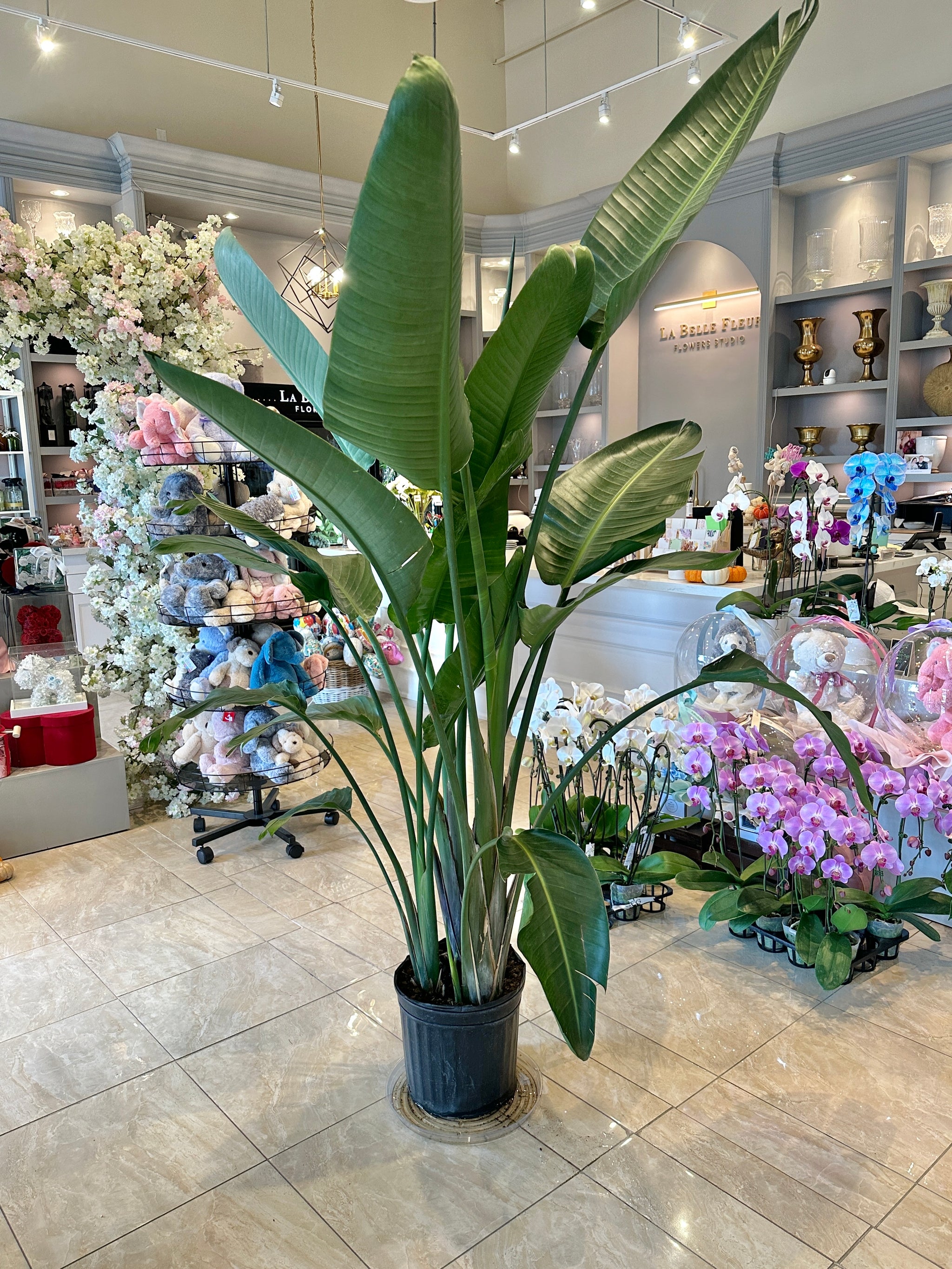 indoor large bird of paradise plant Bird of Paradise Plant