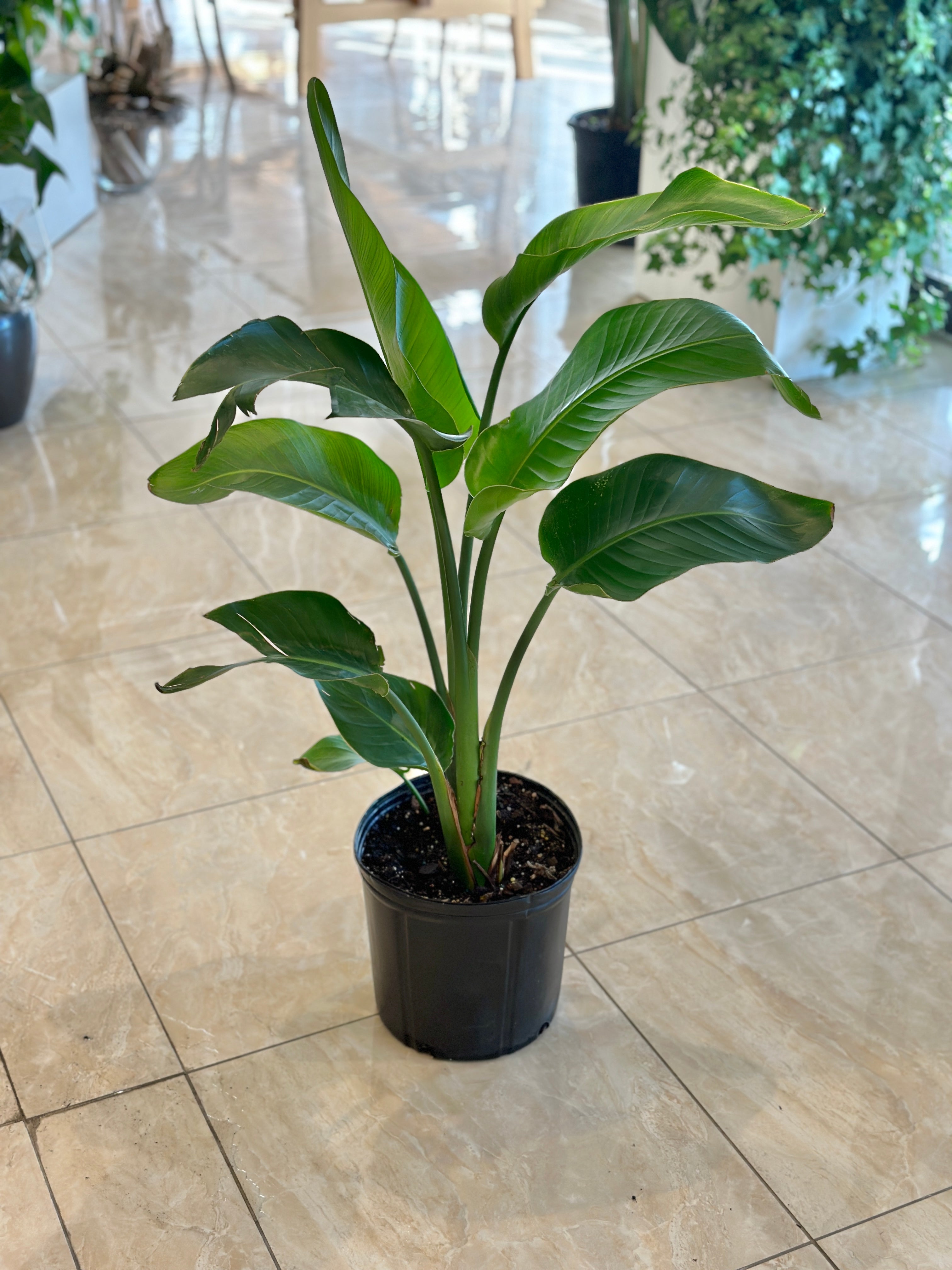 peace lily vs bird of paradise Bird of Paradise Plant | Beauty for Your Home