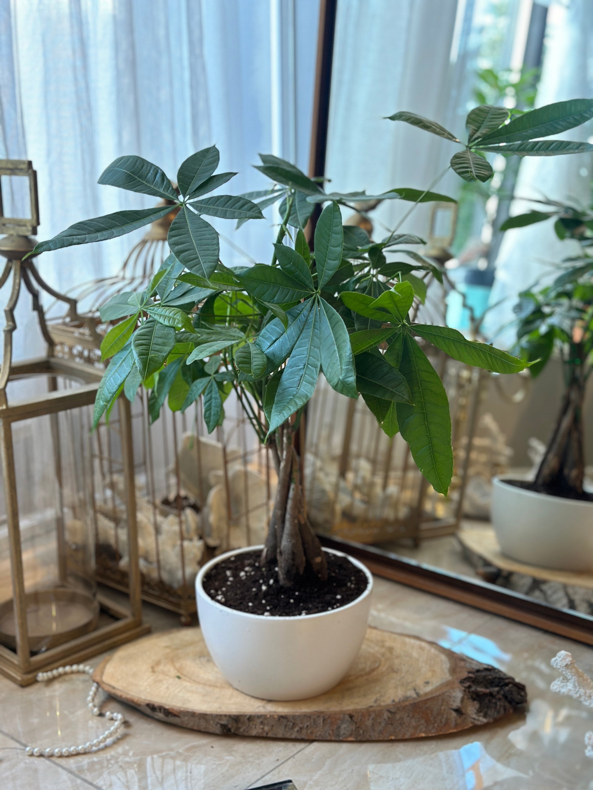 money for tree Money Tree