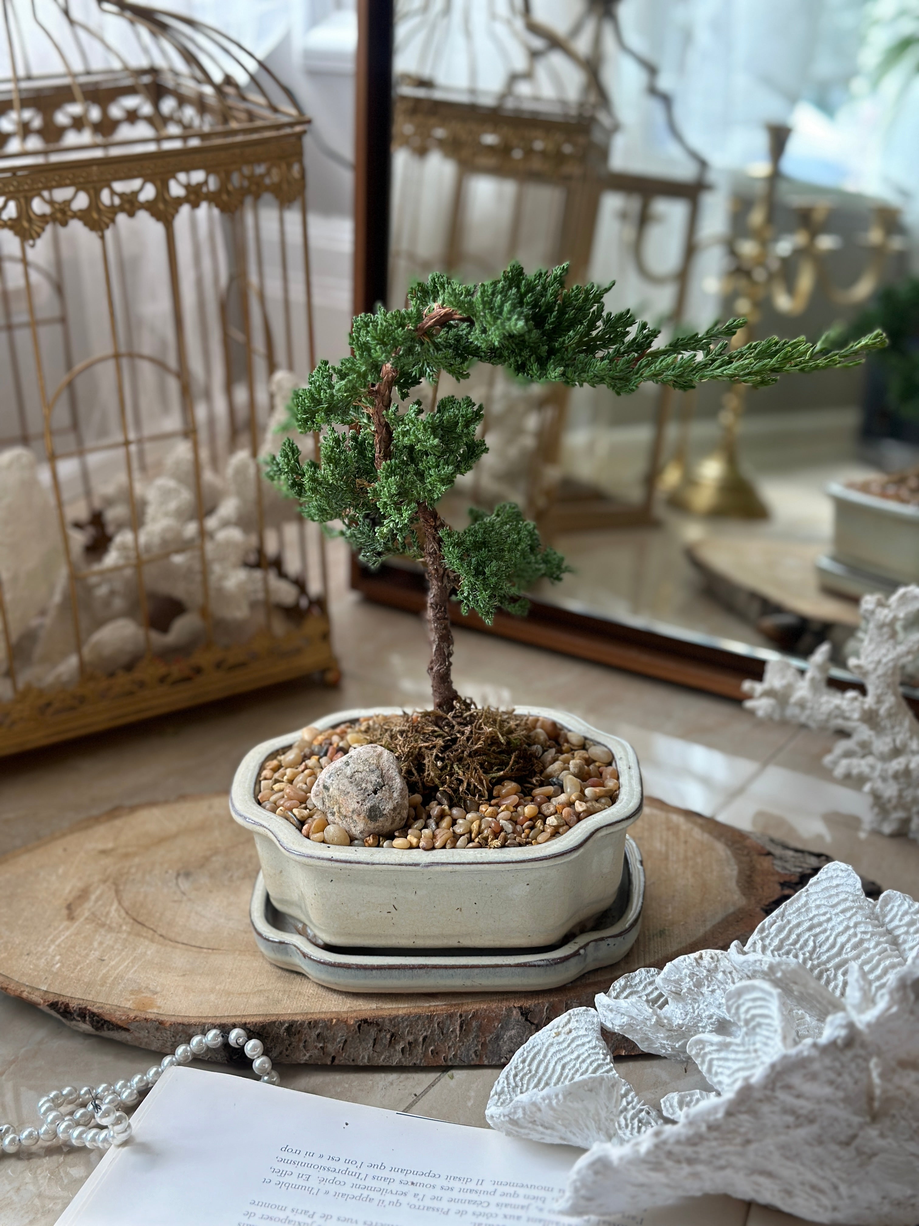 medium bonsai tree Bonsai Juniper