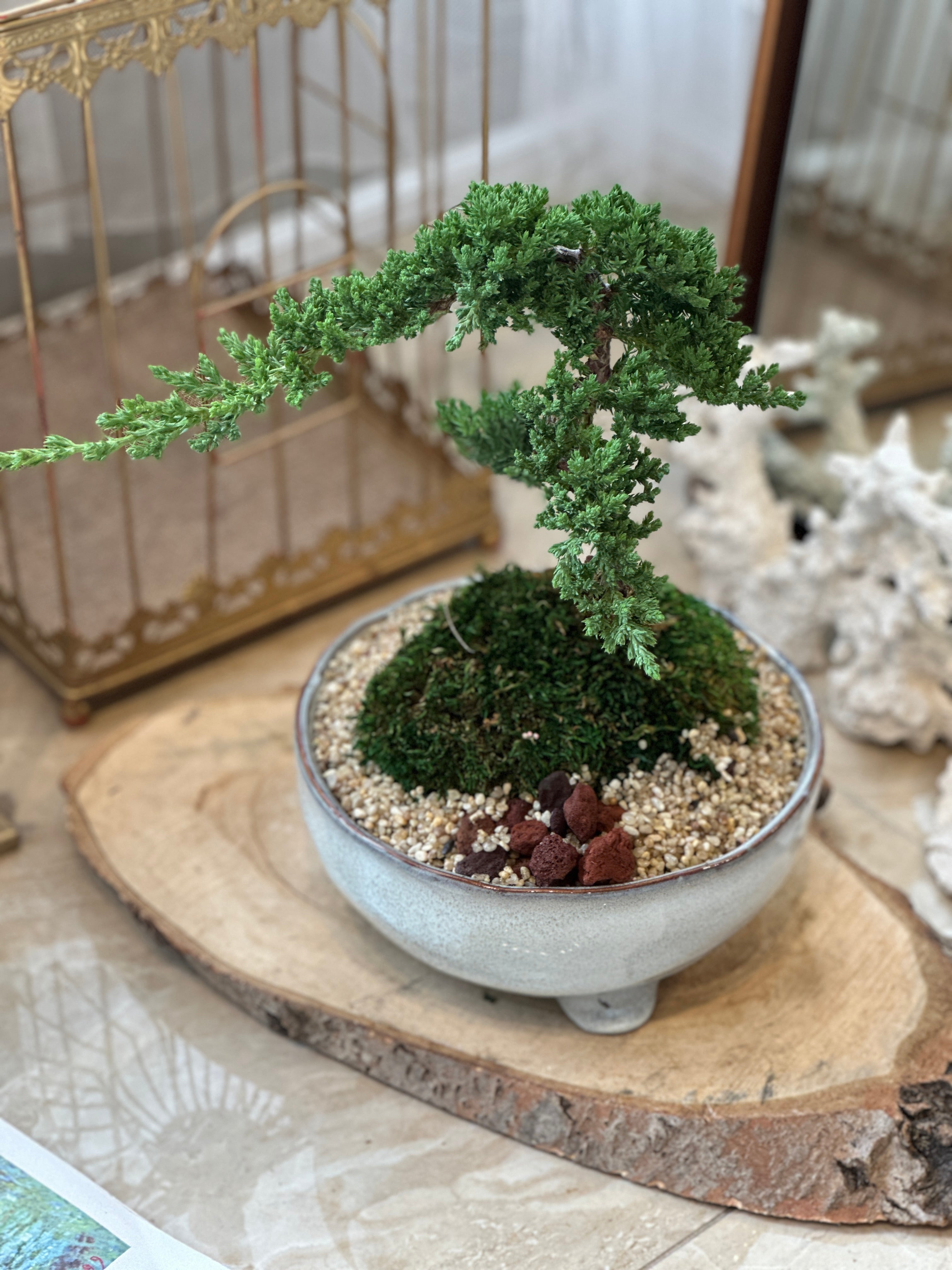 bonsai tree toronto delivery Juniper Bonsai Plant