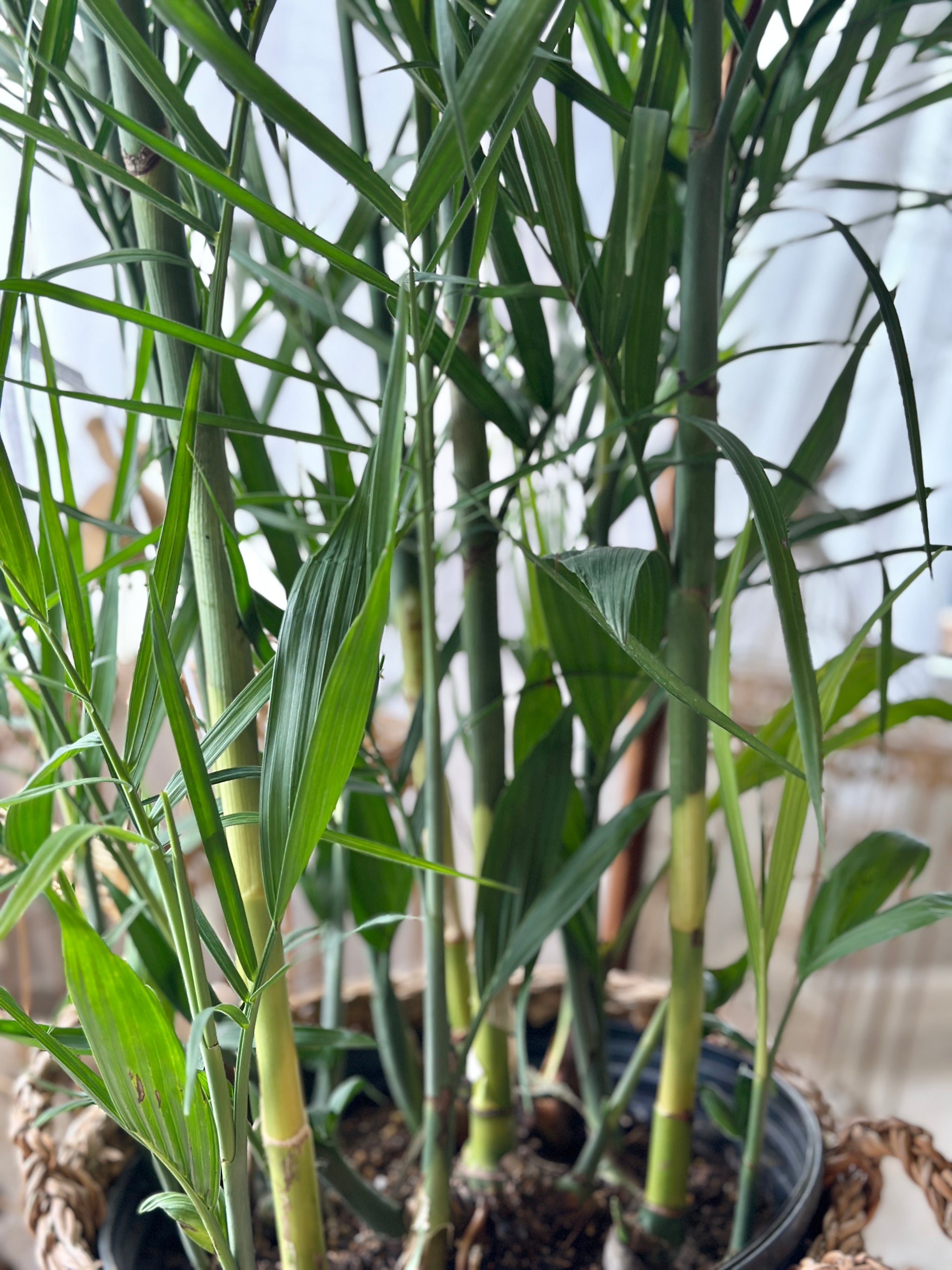 bamboo palm cat friendly Palm Bamboo (Palm Seifrizzi)