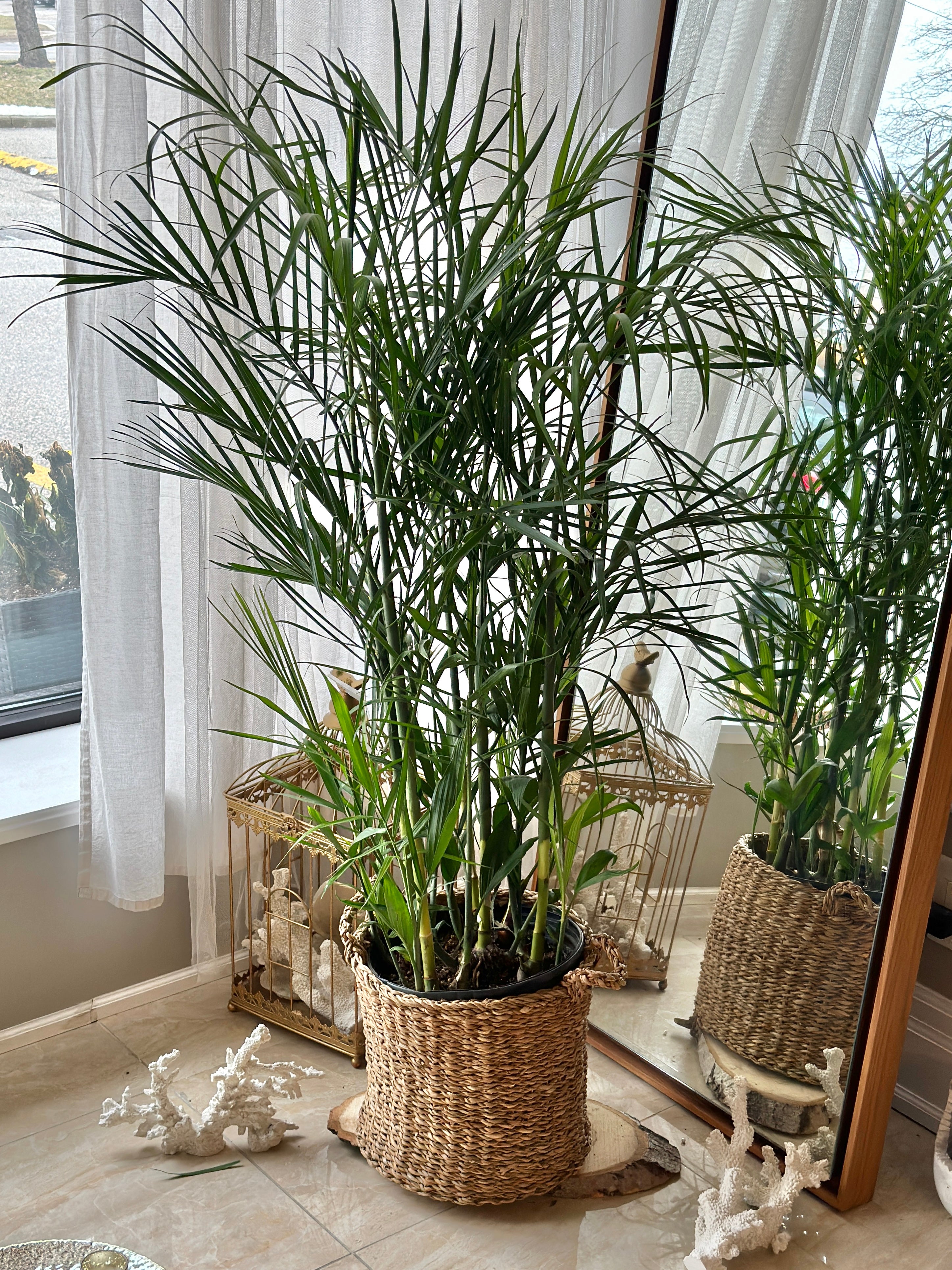 bamboo palm cat friendly Palm Bamboo (Palm Seifrizzi)