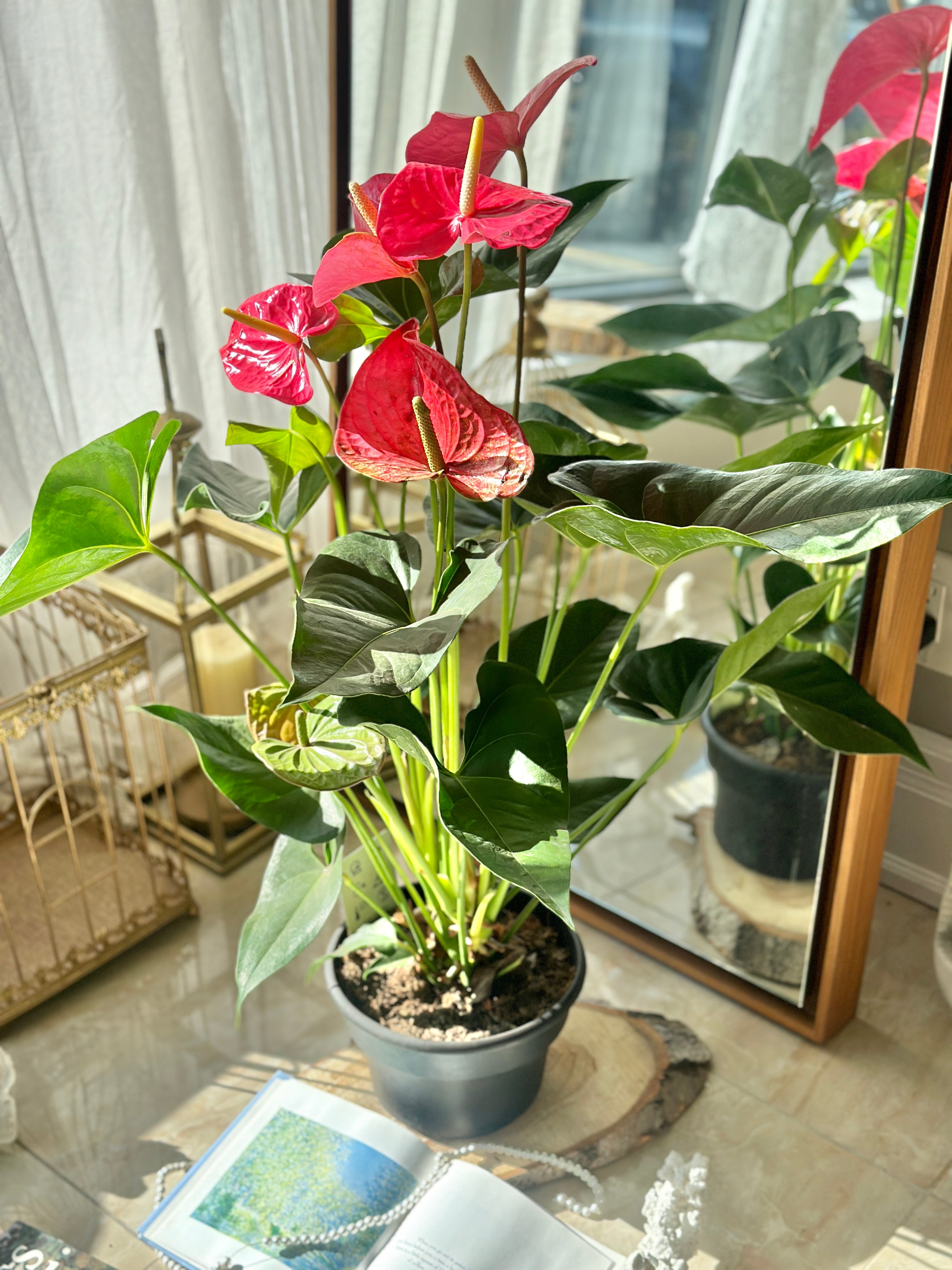 anthurium size Anthurium Plant - Medium