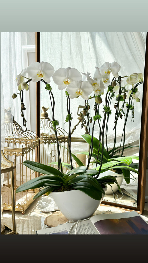 White 4 stems double cascade orchids
