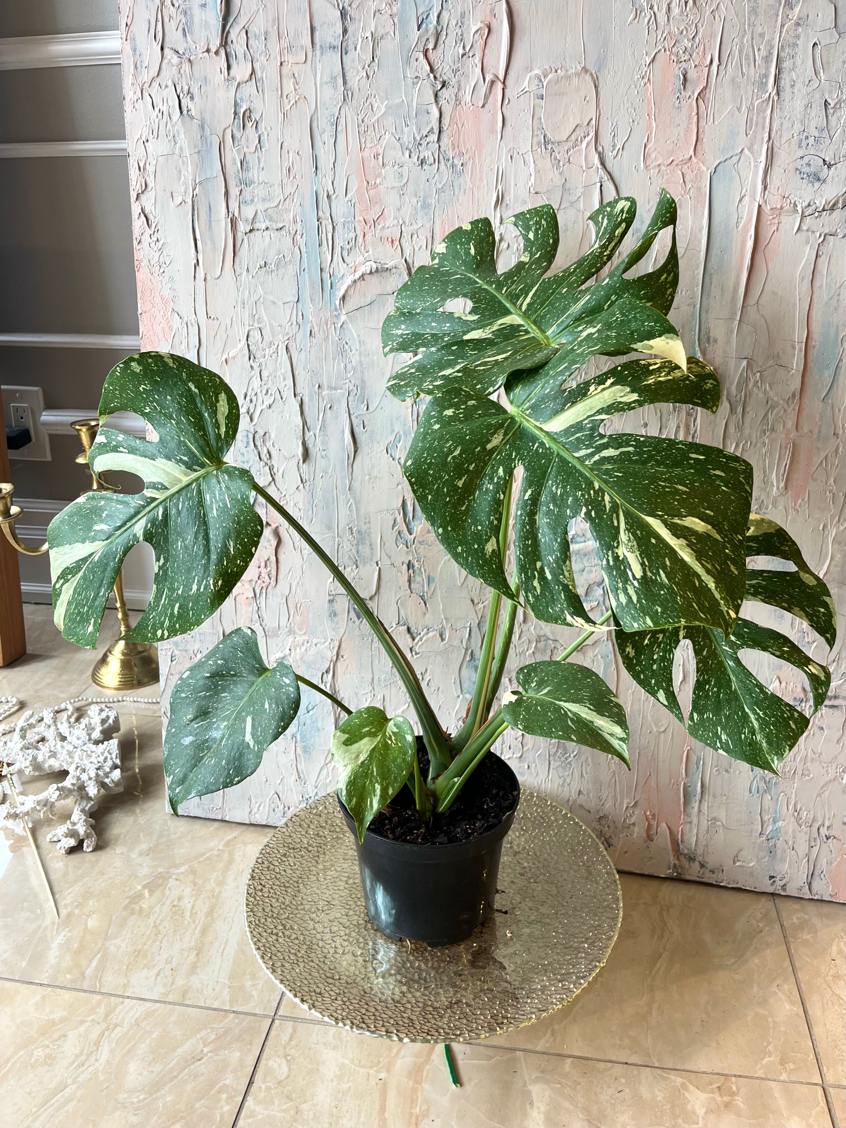 monstera thai constellation seeds Rare Monstera Thai Constellation (6”)