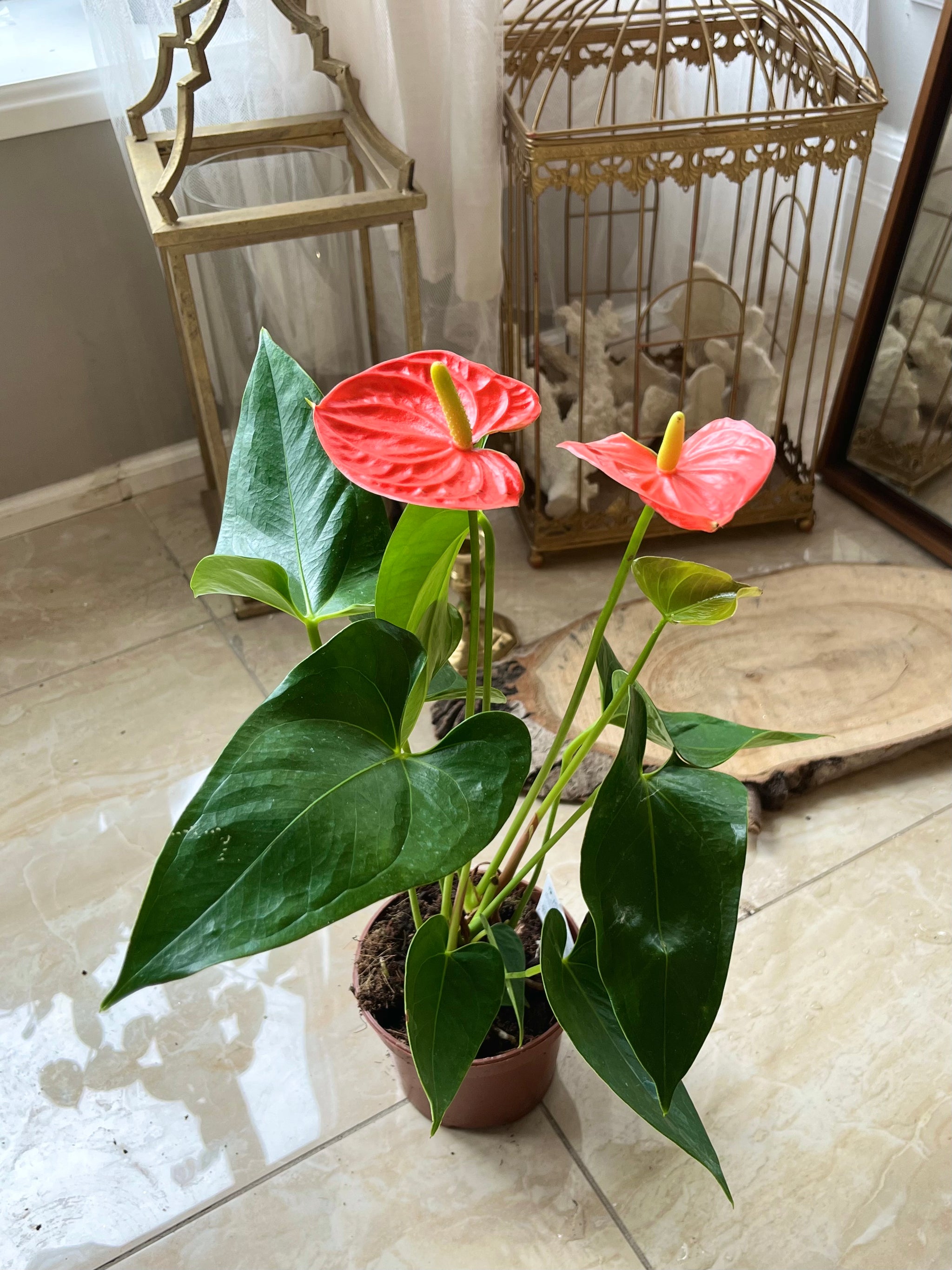 mini anthurium Mini Anthurium (Each)
