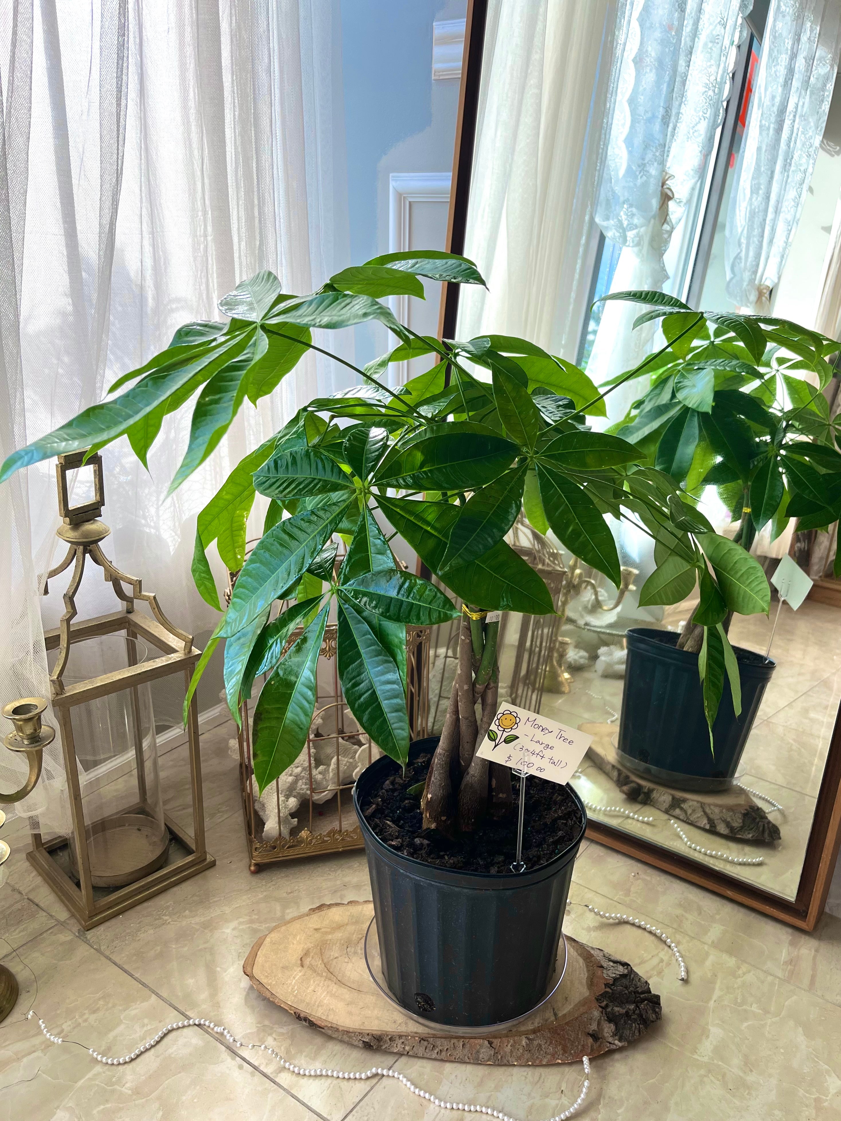 xl money tree Money Tree