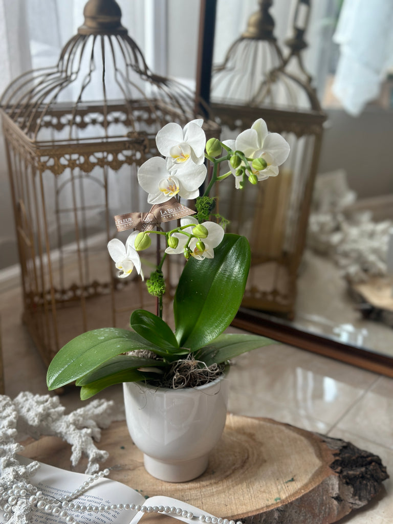 Single mini white orchid in ceramic pot