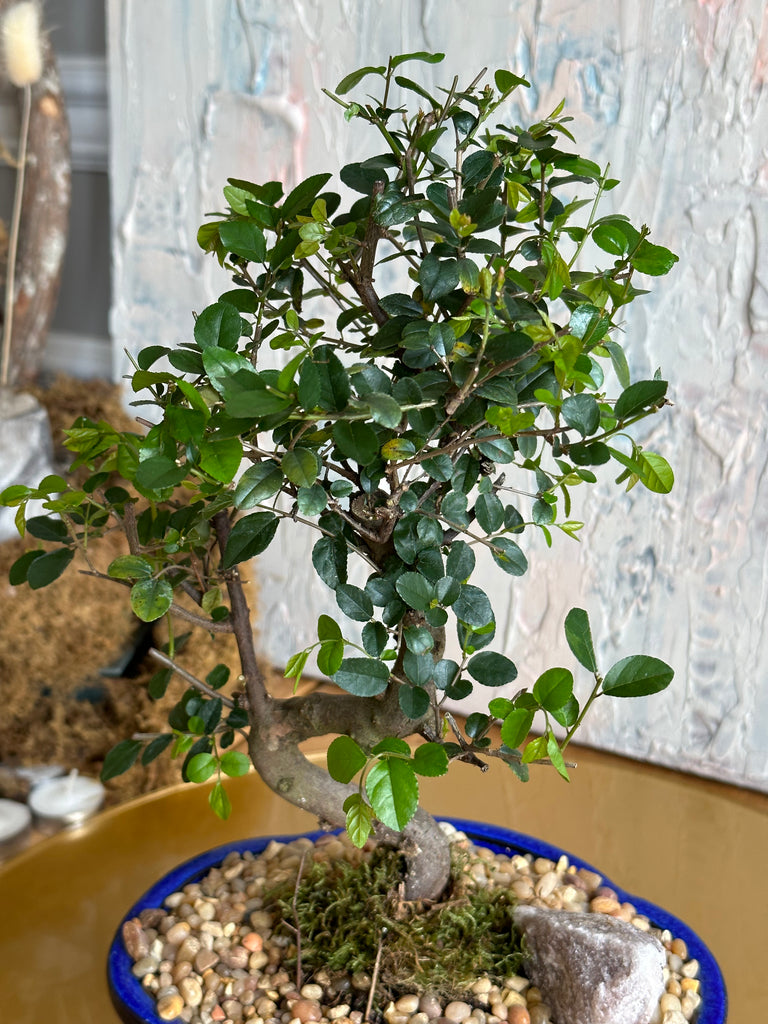 Bonsai - Sweet Plum tree