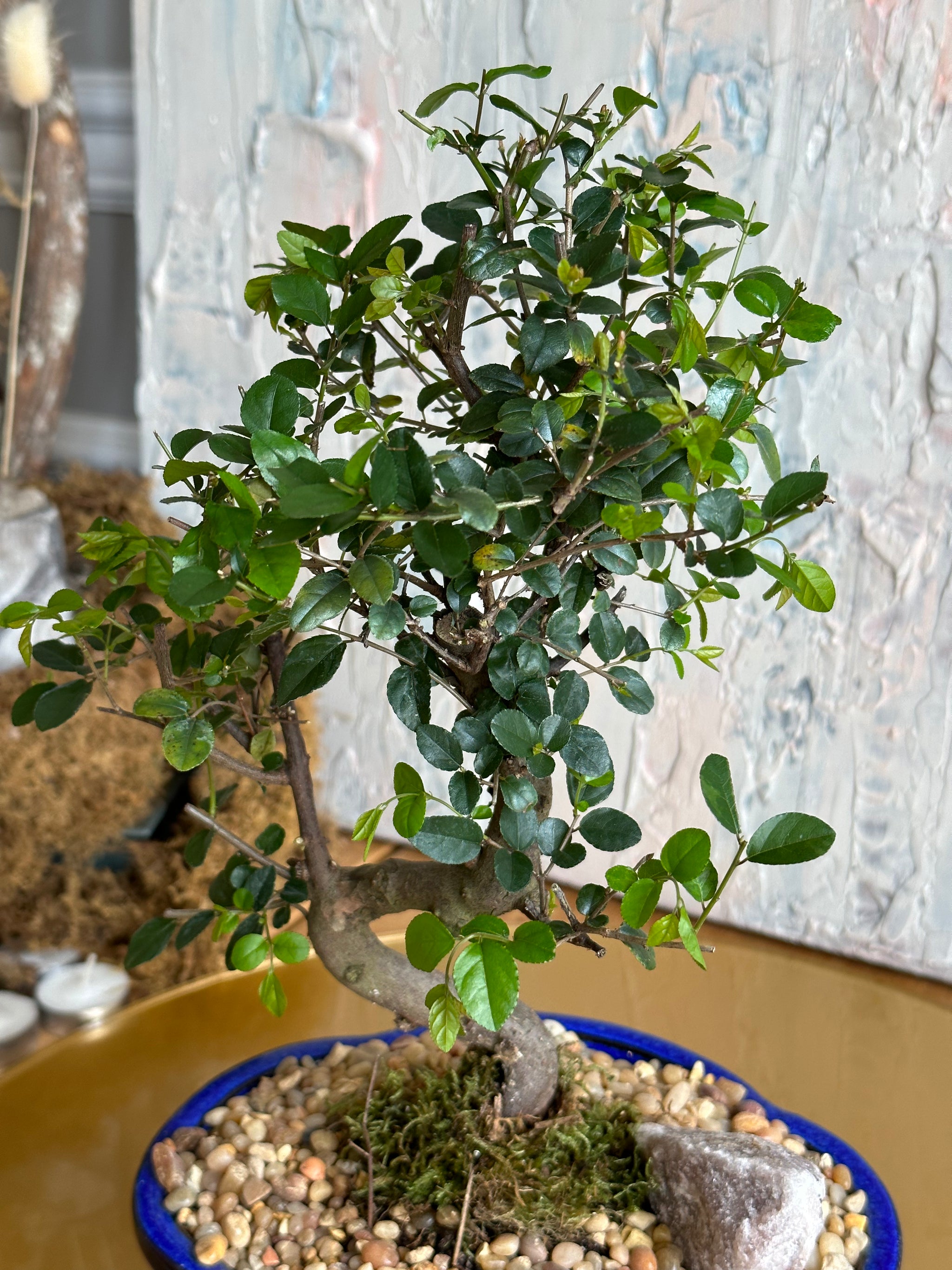 Bonsai Sweet Plum | Vibrant Foliage