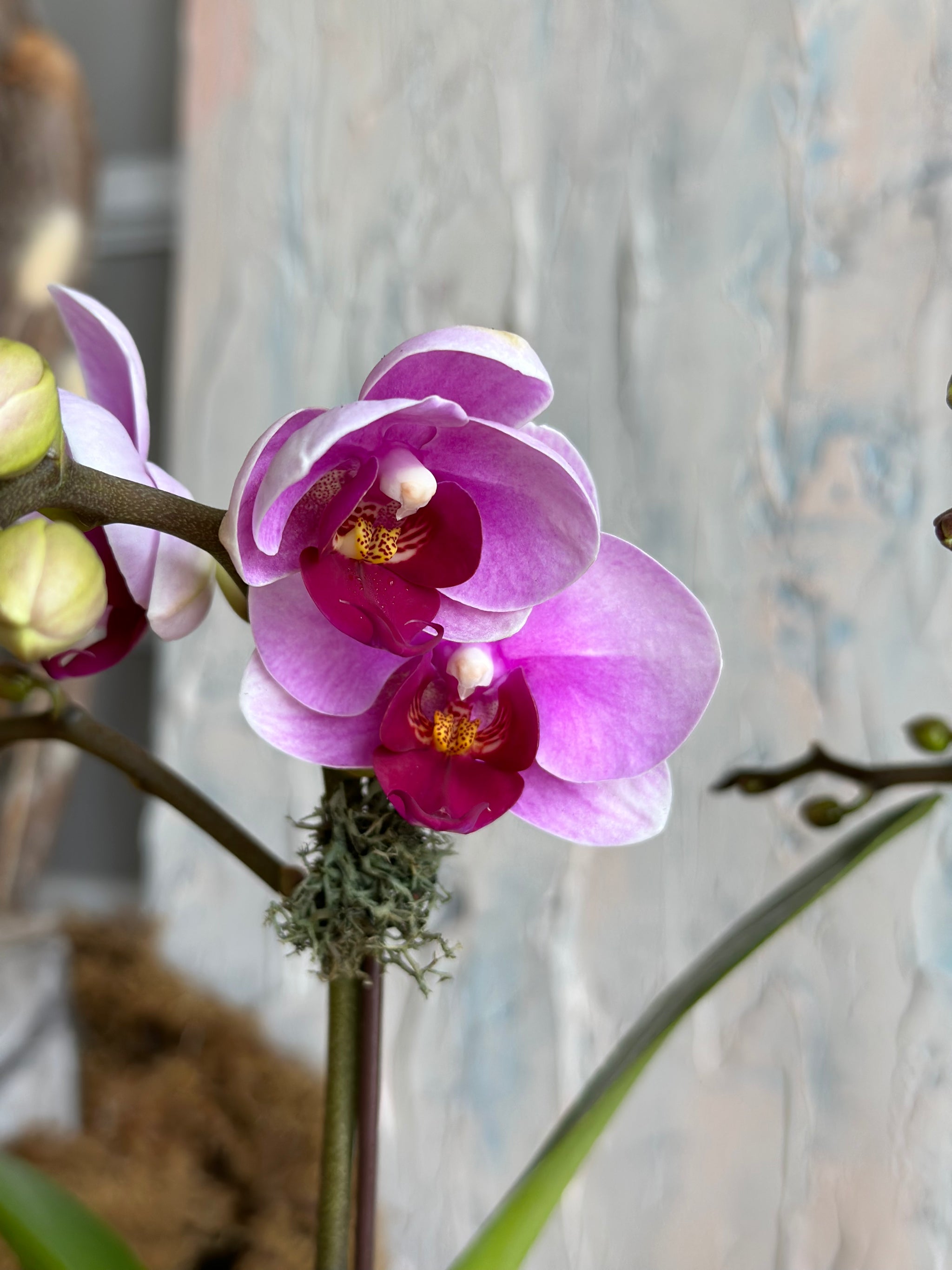 【完売／希少】ORCHID BoConcept Pink Mini Orchid