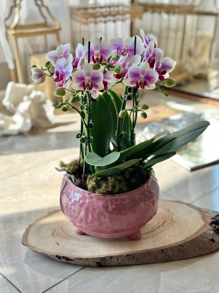 mini pink orchid plant