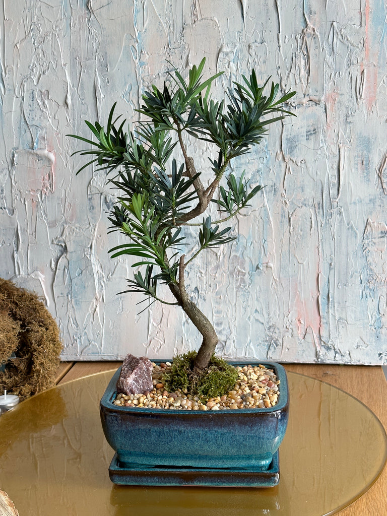 Bonsai - Yew Plum Pine