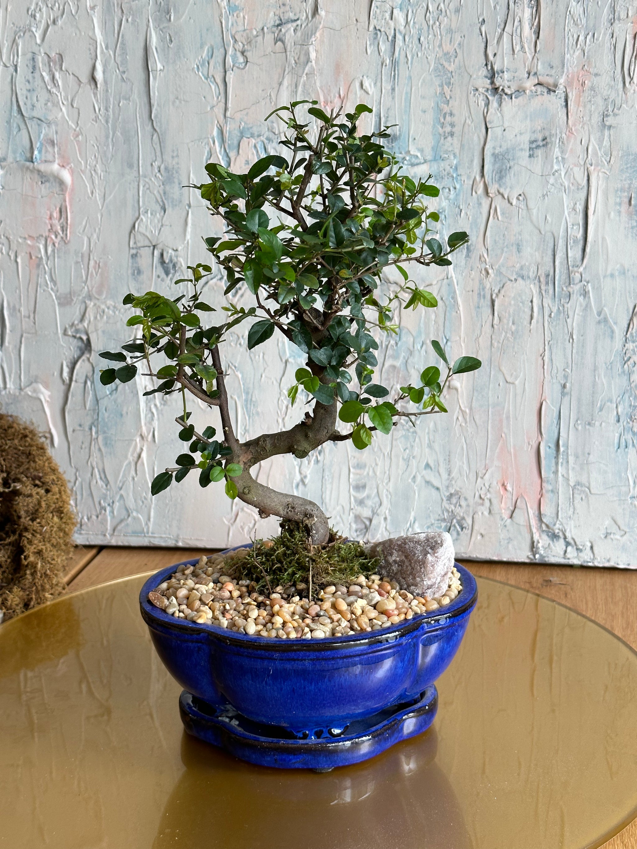 chinese sweet plum bonsai tree Bonsai Sweet Plum | Vibrant Foliage