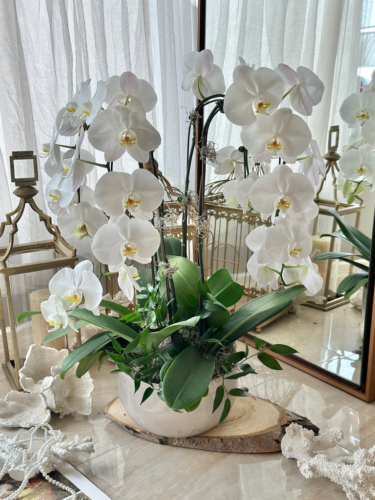 Luxury white double cascade orchid in white pot 