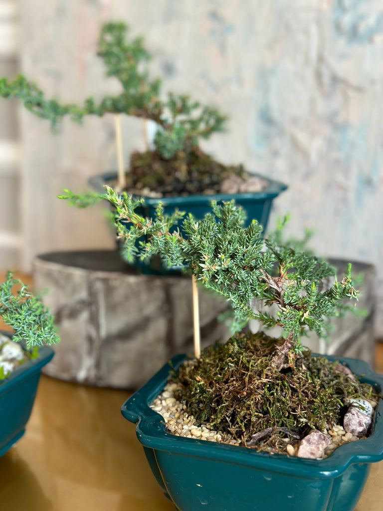 juniper bonsai plant in green pot