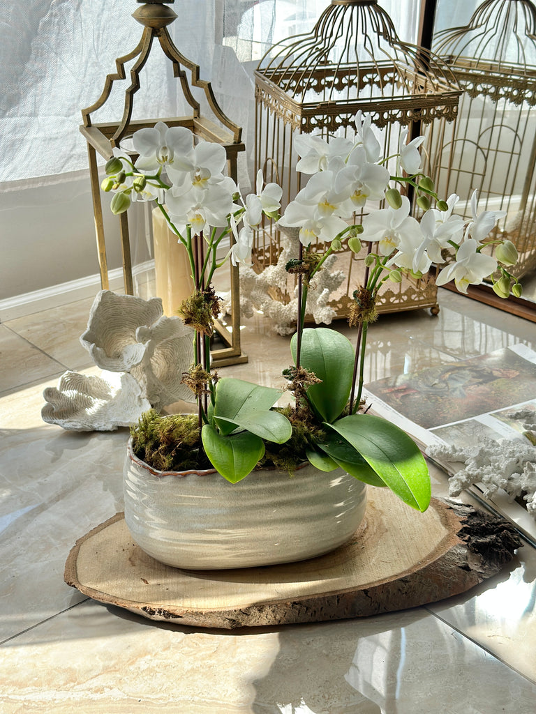 Mini white orchid in oval pot
