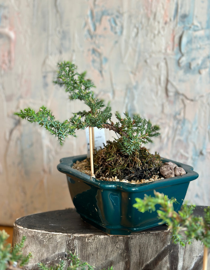 luxury juniper small bonsai plant