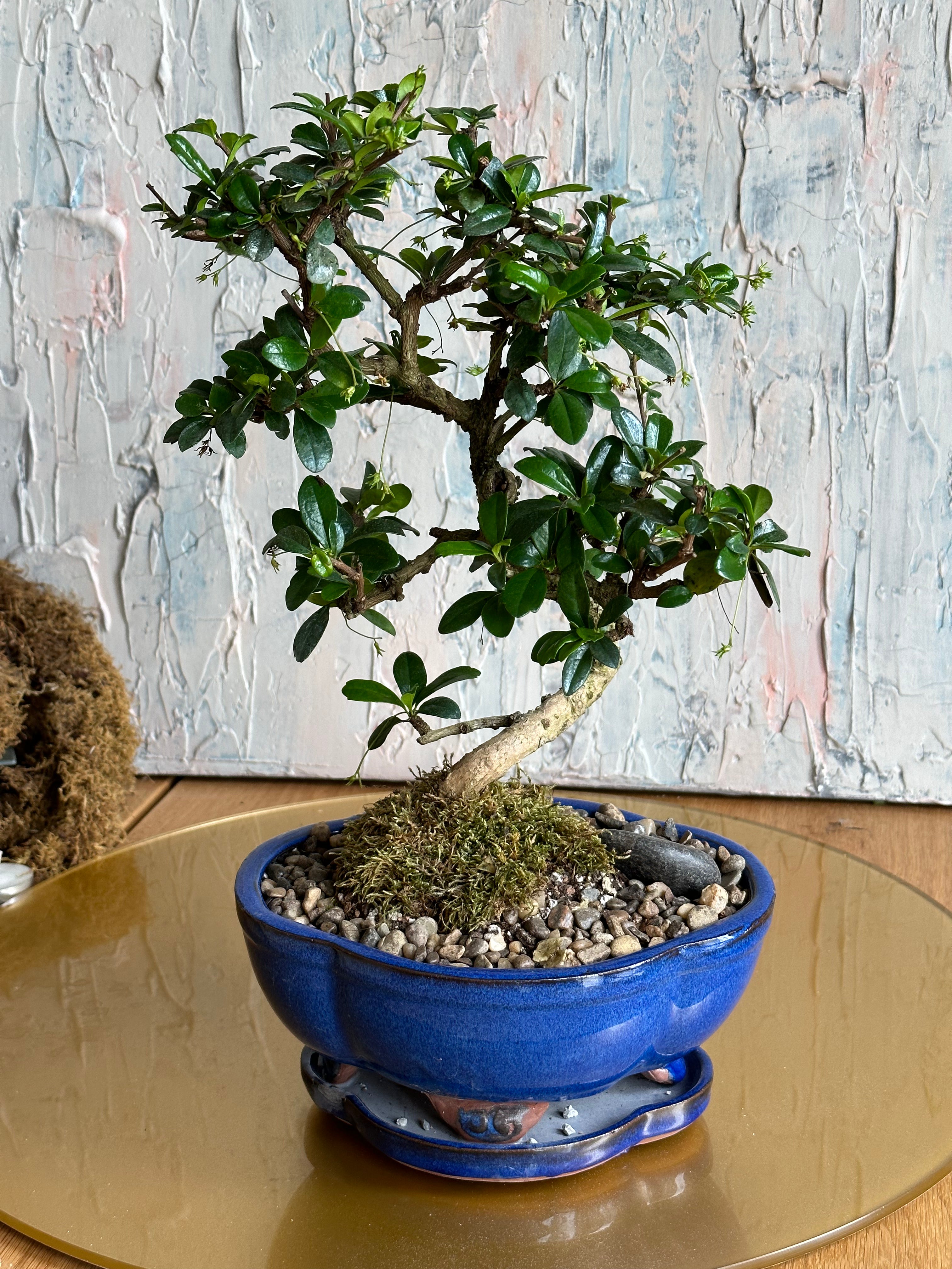 exotic bonsai tree Bonsai Fukien Tea Tree | Exotic Elegance