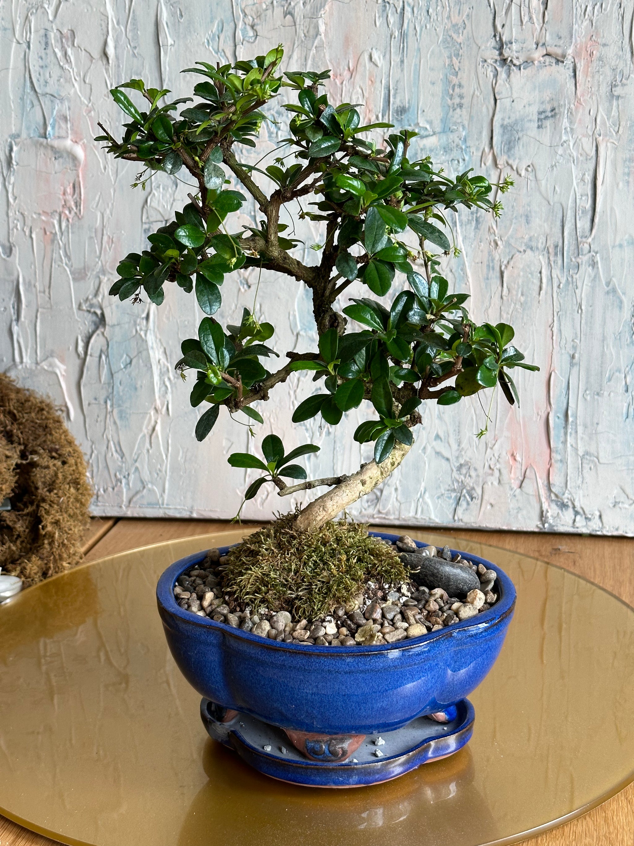 bonsai flowering tea tree Bonsai Fukien Tea Tree | Exotic Elegance