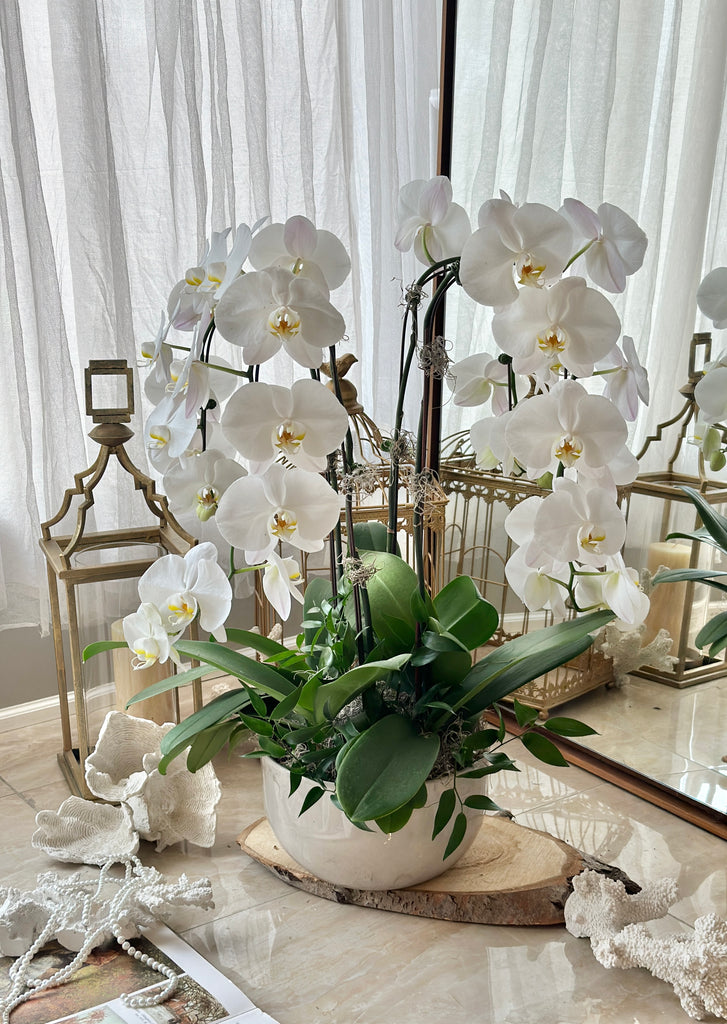 white double cascade orchid in white pot 