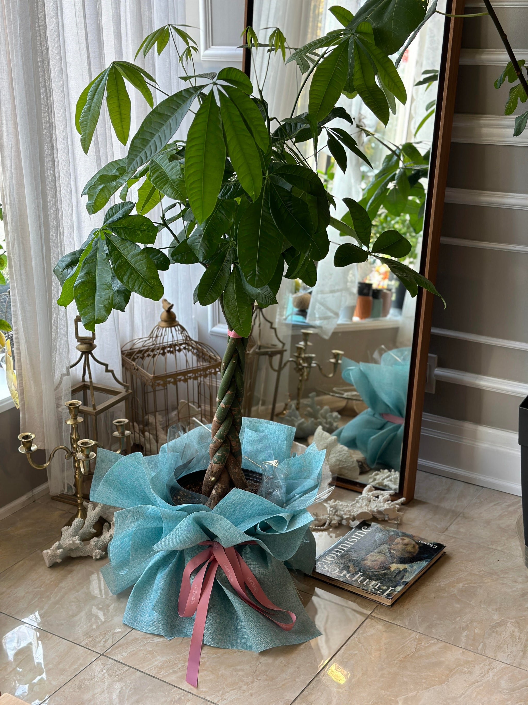 money tree toronto Money Tree