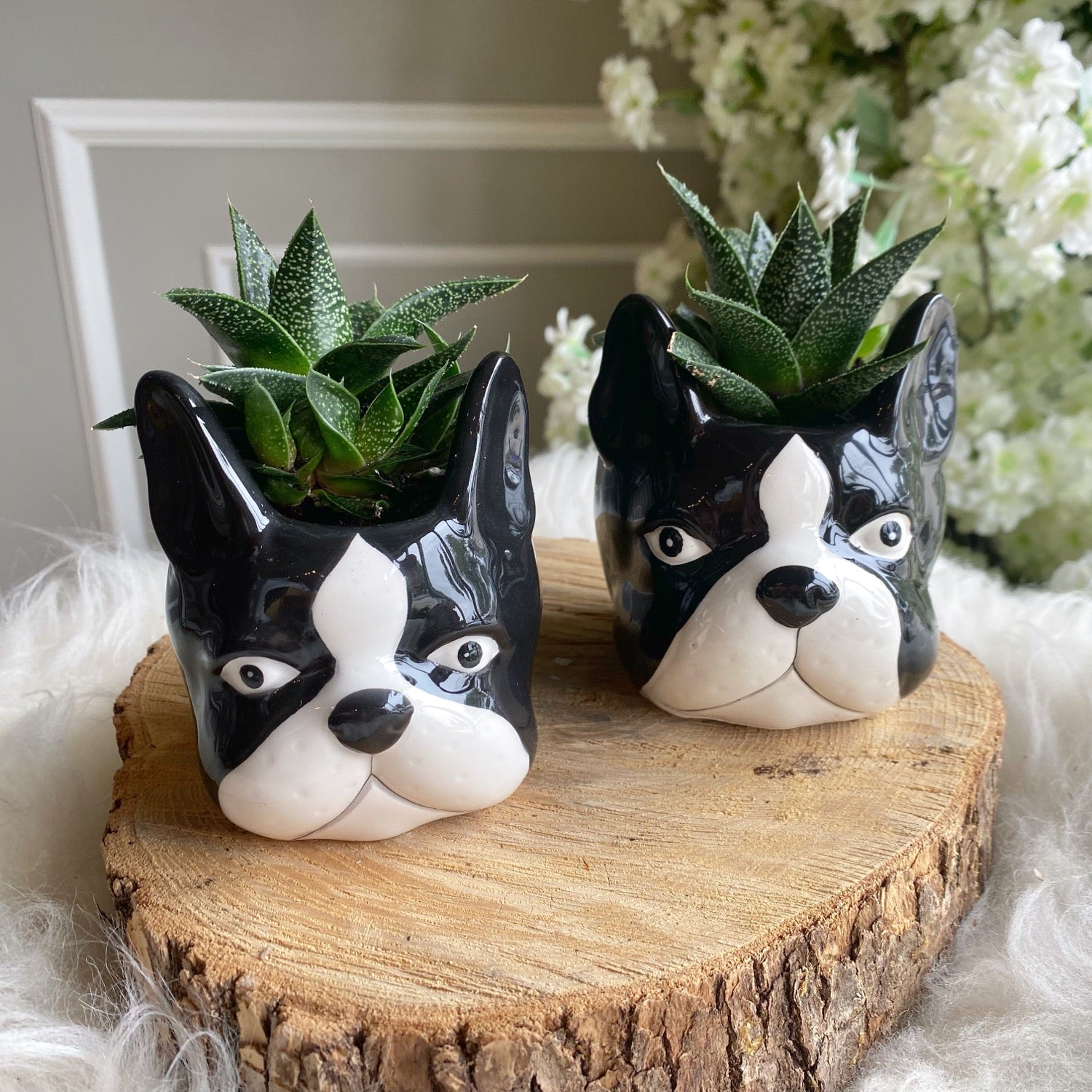 boston terrier succulent planter Succulents Boston Terrier