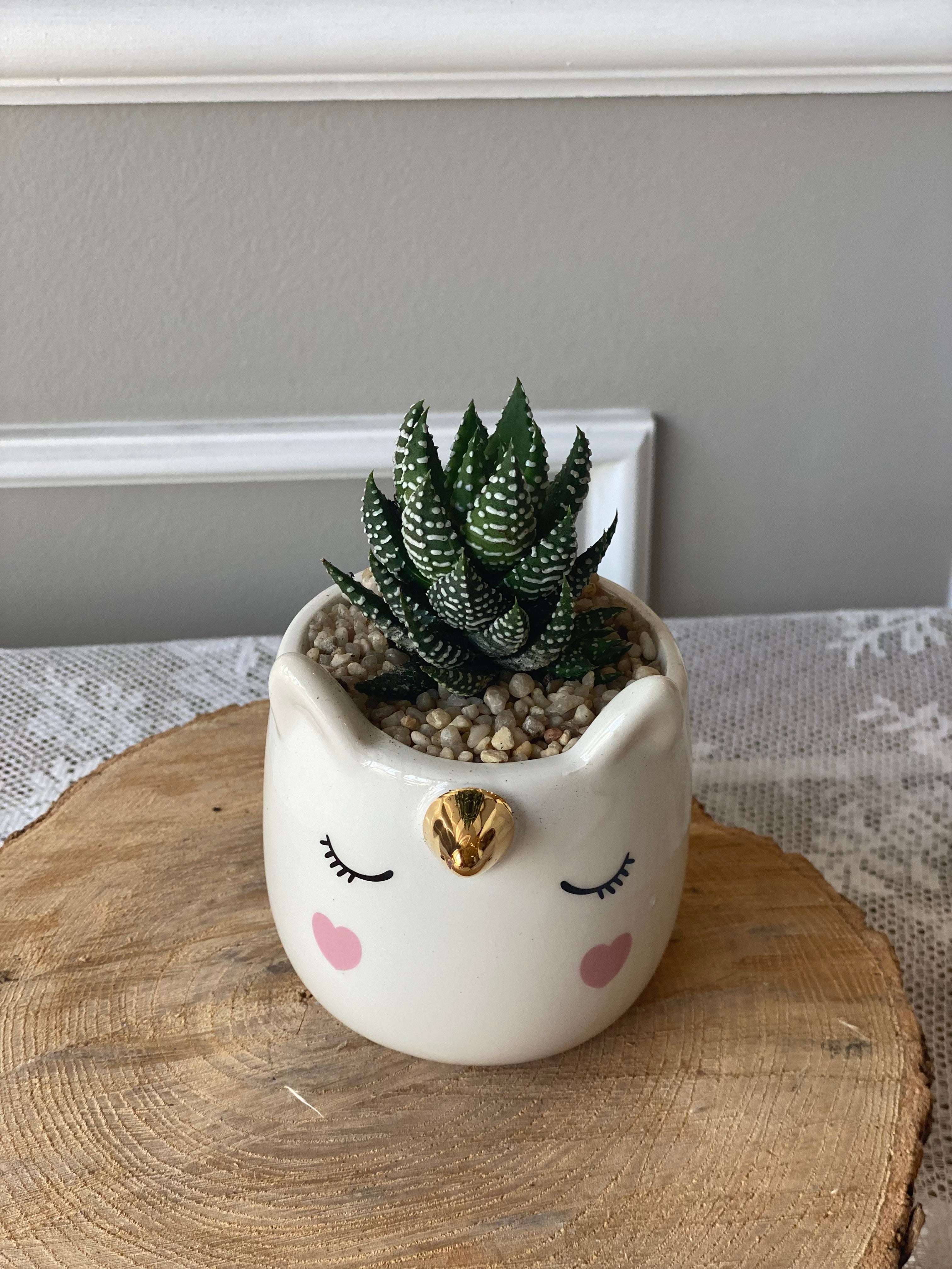 unicorn succulent planter Succulent Unicorn