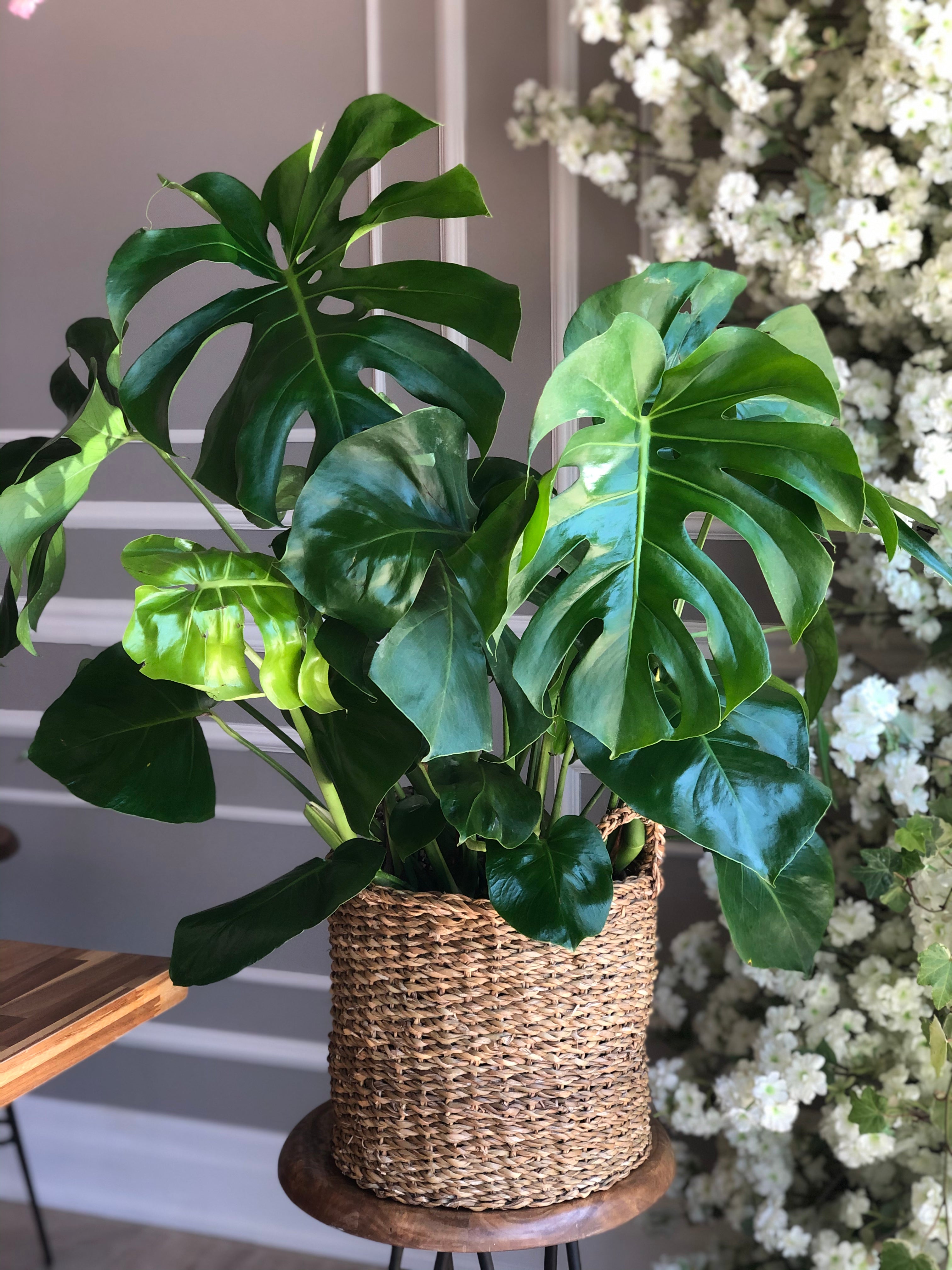 monstera deliciosa lifespan Monstera (8” Pot)